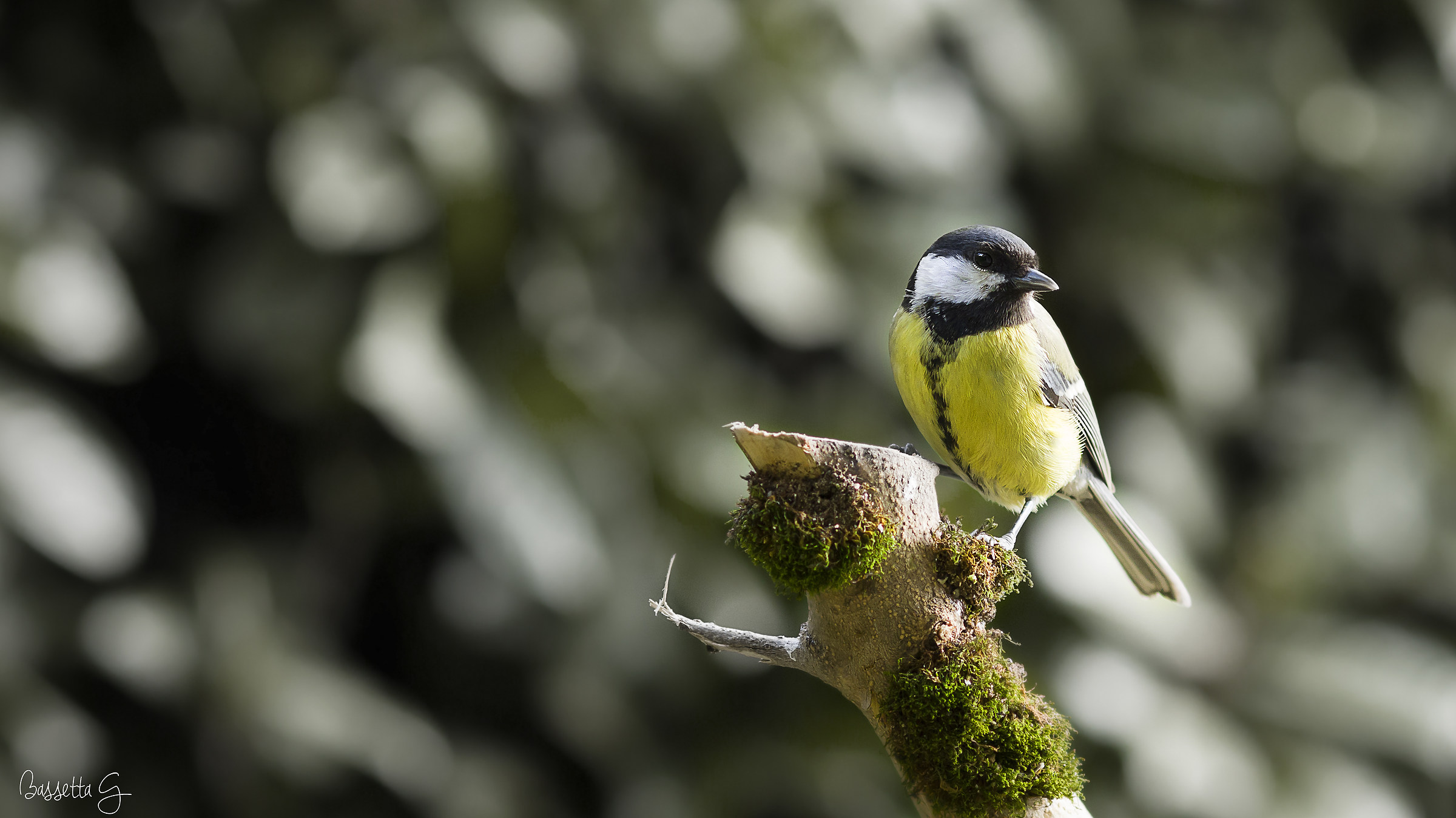 Great Tit