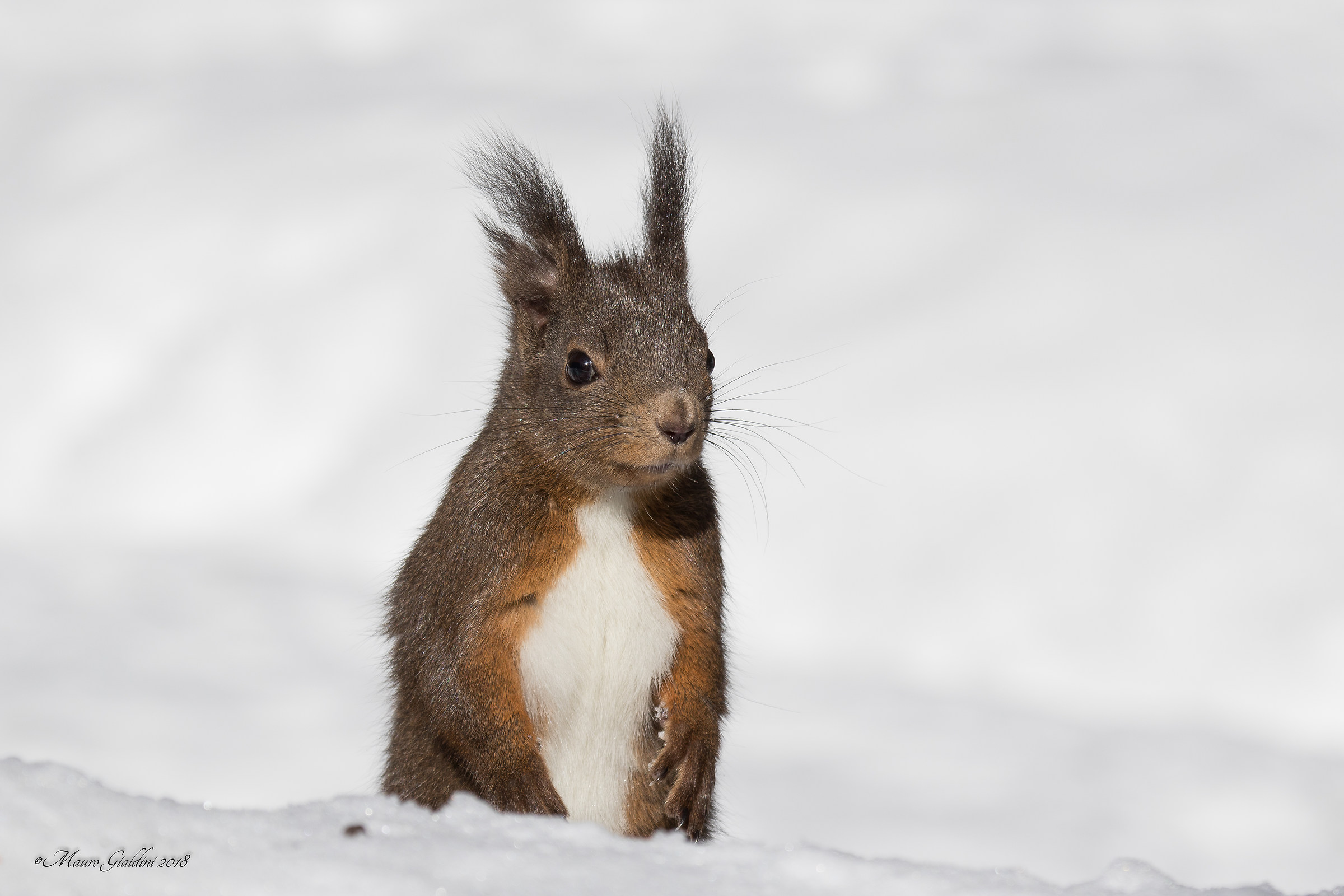 Scoiattolo comune