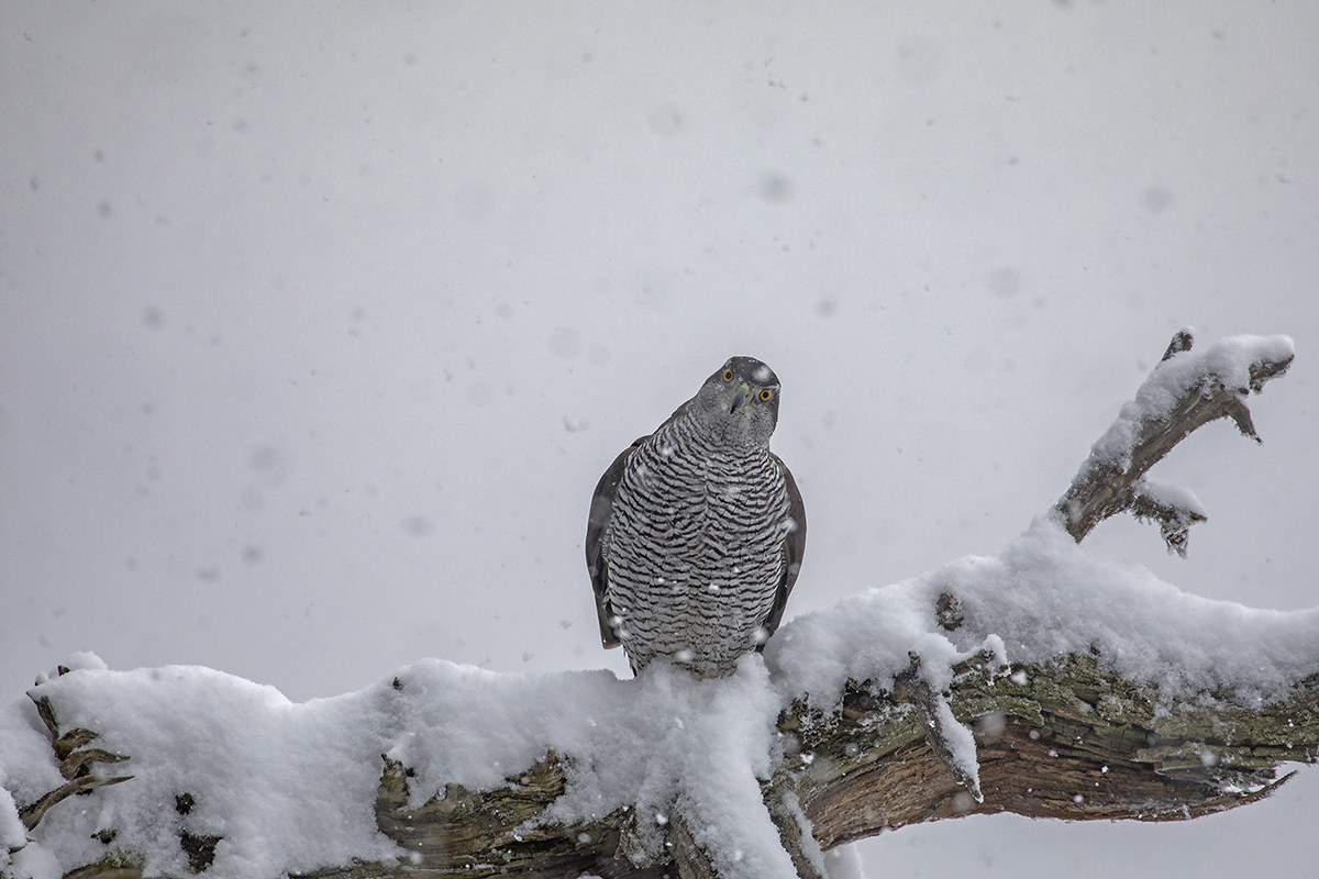 Goshawk under a heavy snowfall