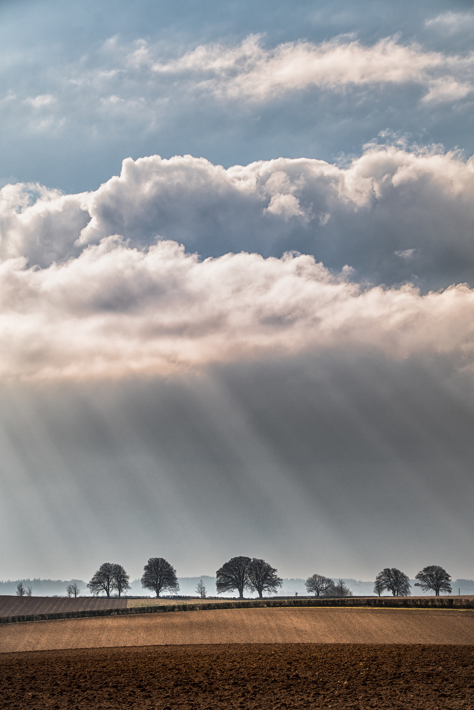 Alberi d'inverno sotto un cielo mutevole