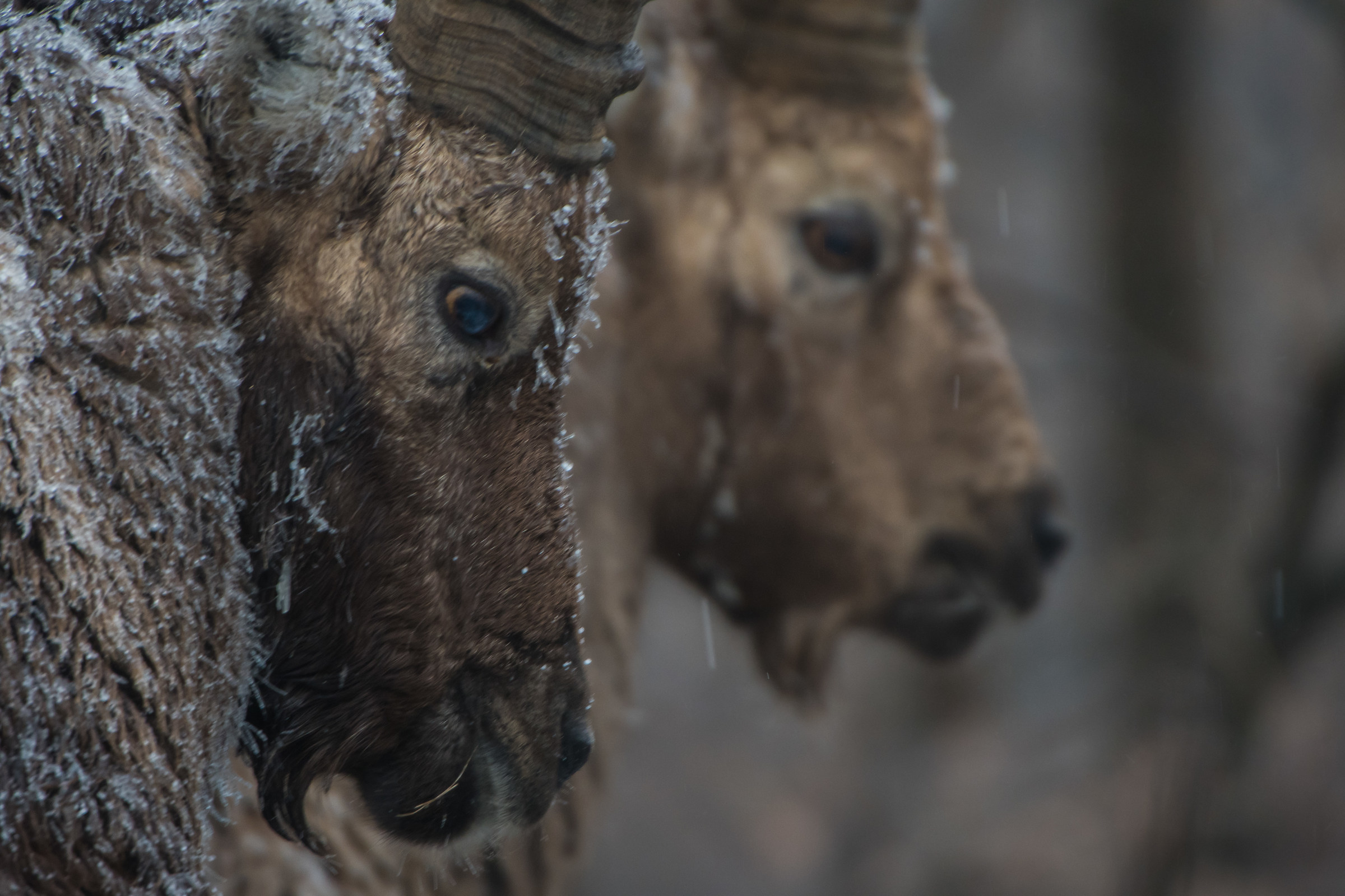 Ritratto di stambecco