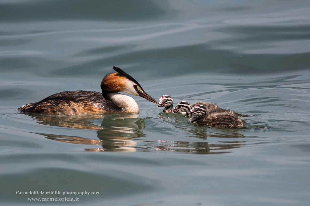 Mamma Svasso e i tre piccoli.