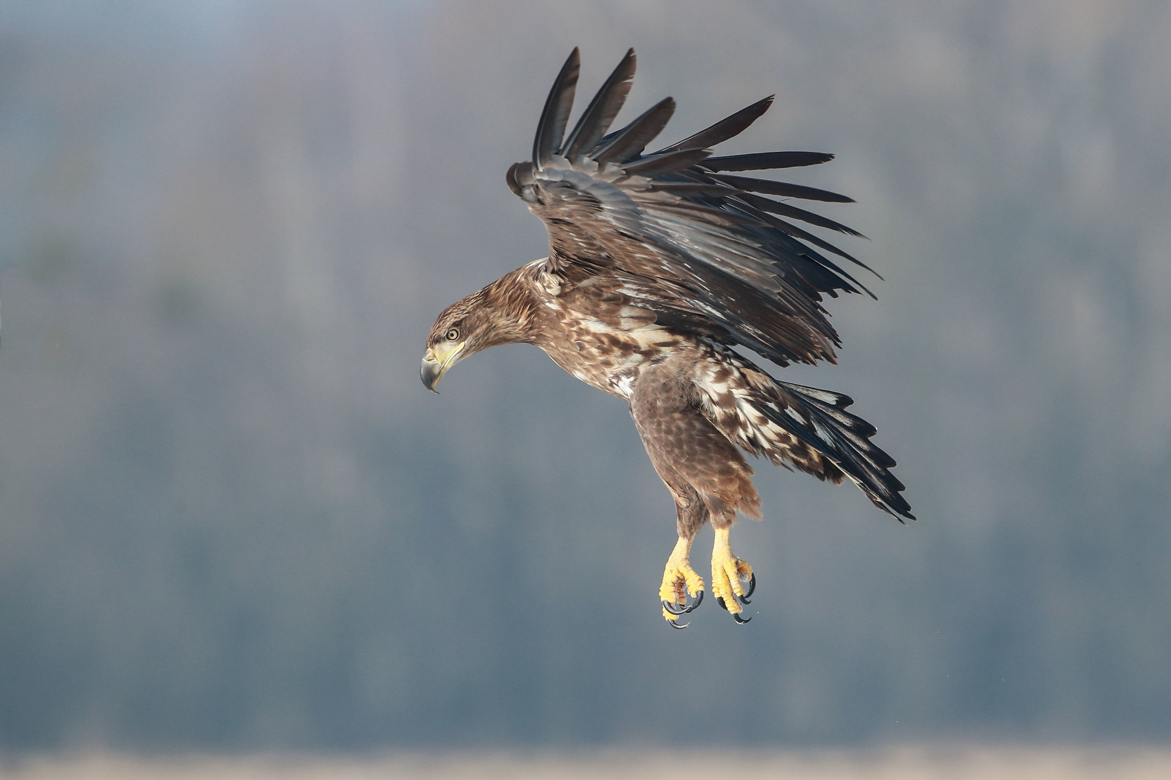 Aquila pescatrice coda bianca