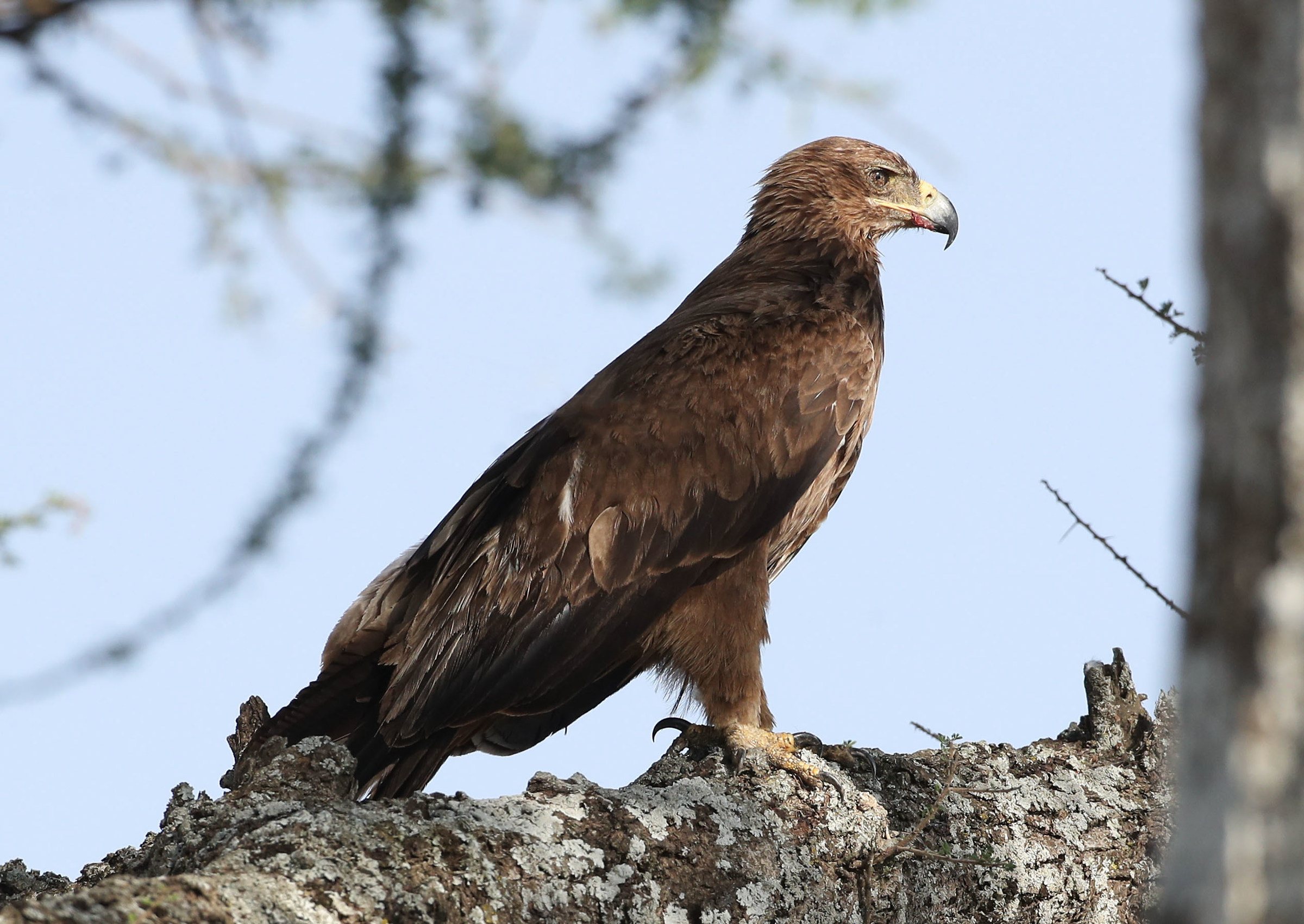 Aquila africana