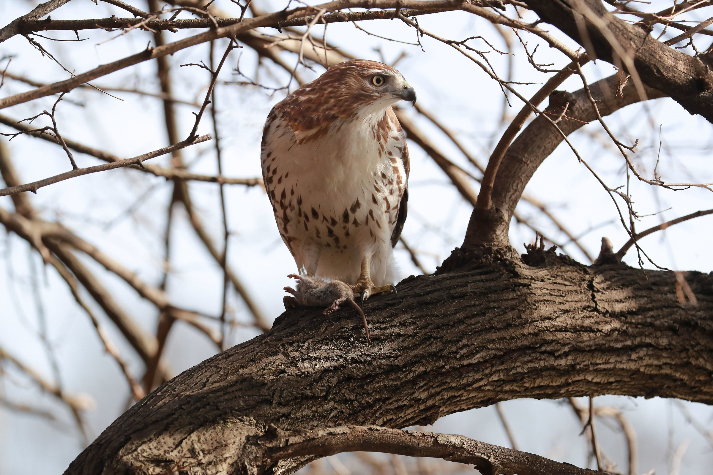 Red Tailed Hawk