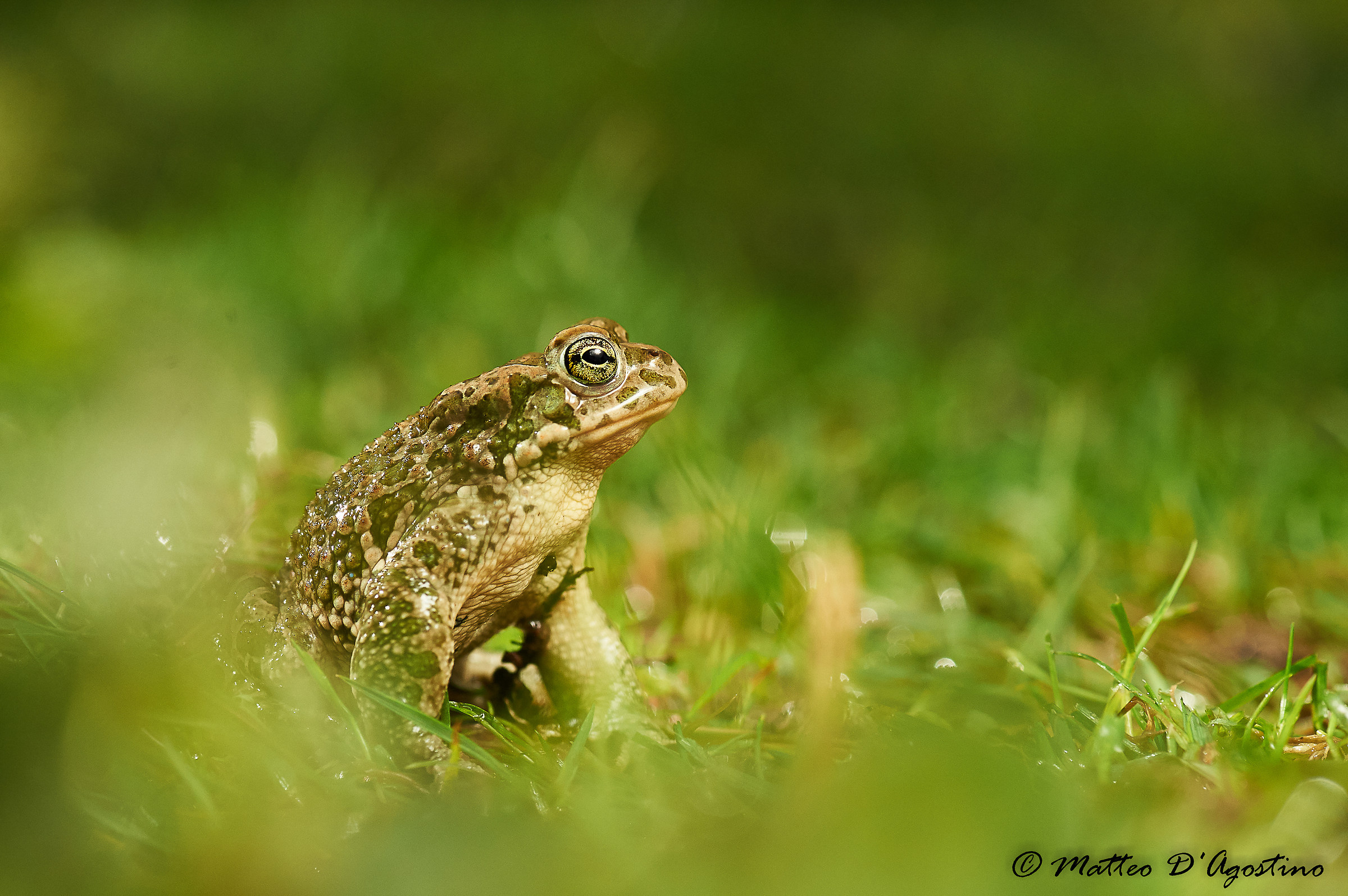 Italian emerald toad