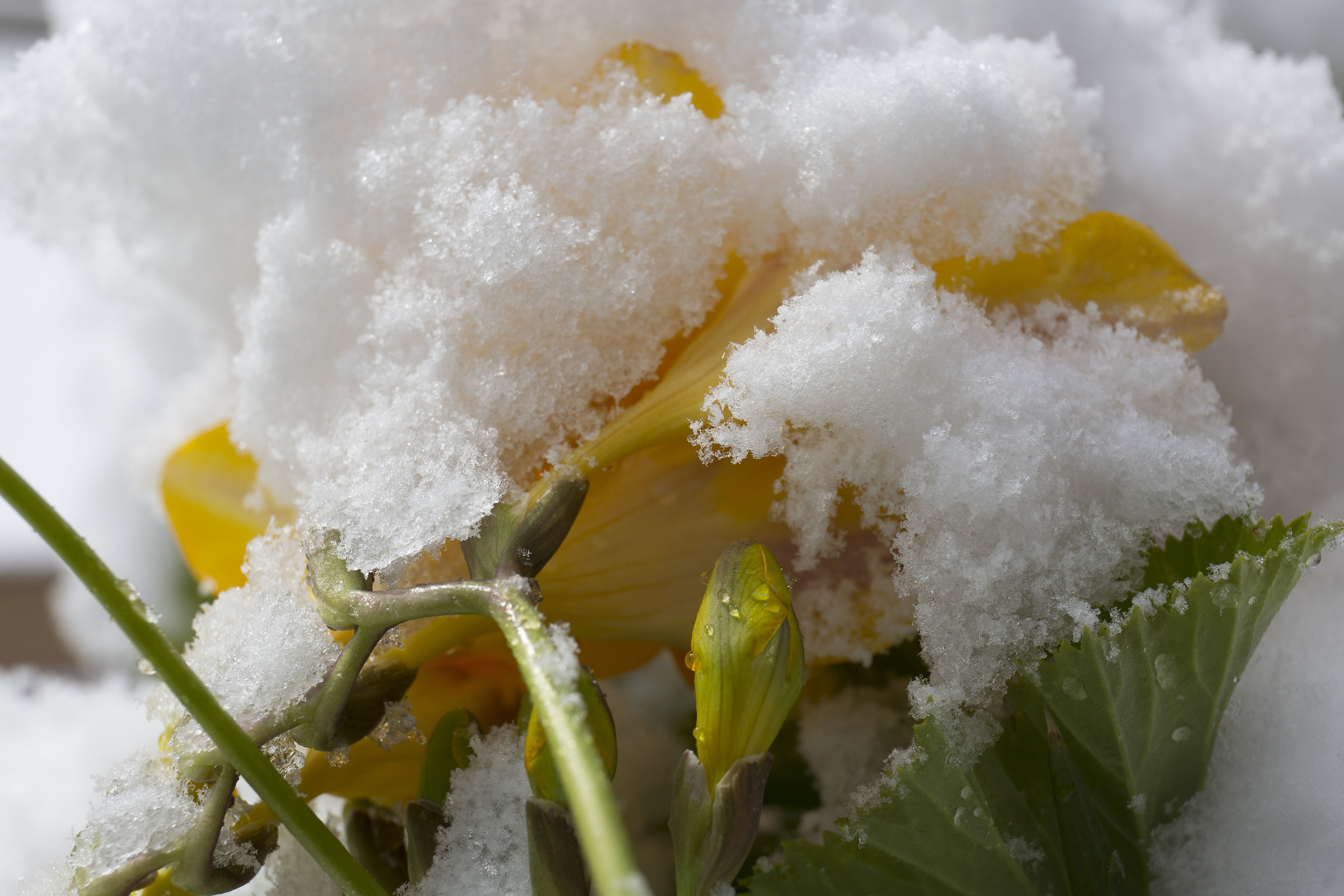 Fresia sotto la neve