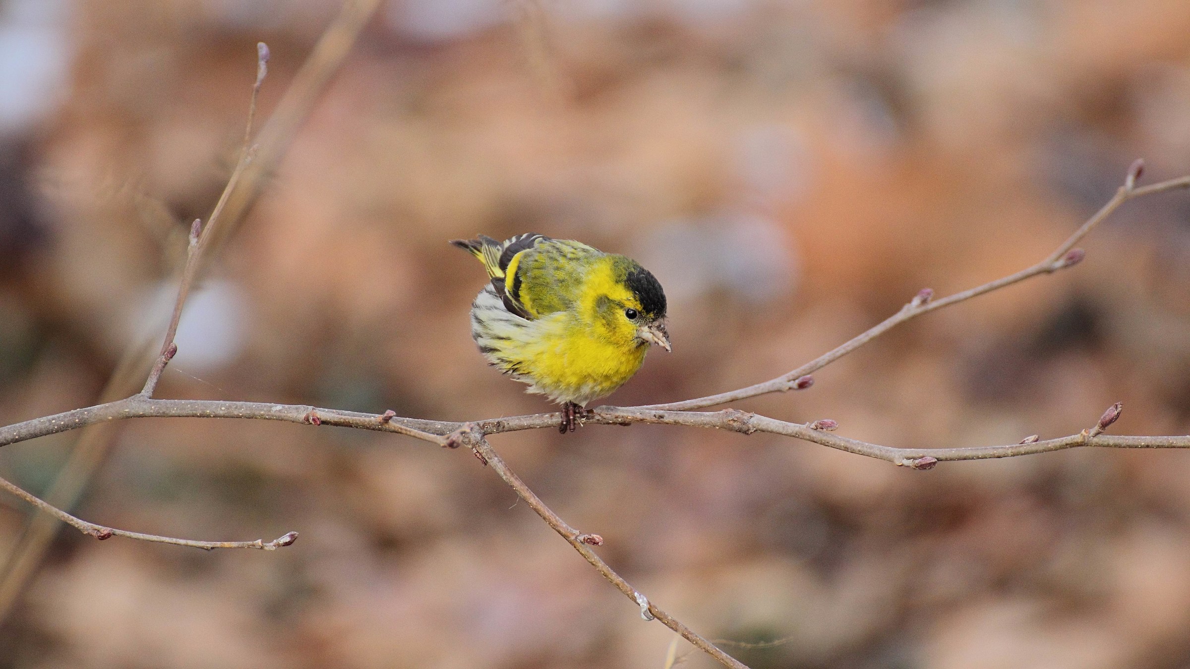 Siskin