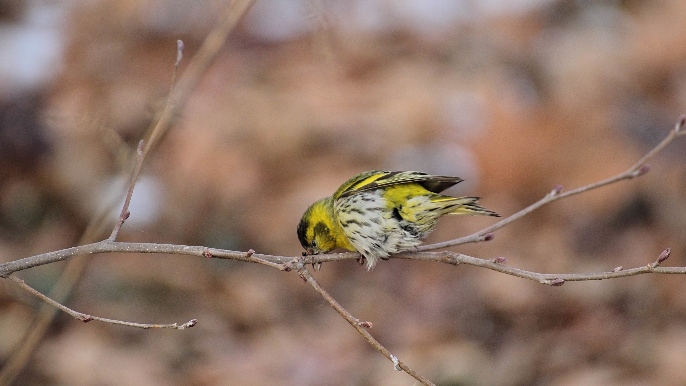 Lucherino in cerca di cibo