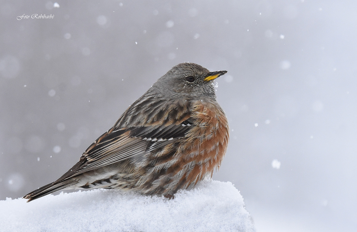 A sordone with flakes ...