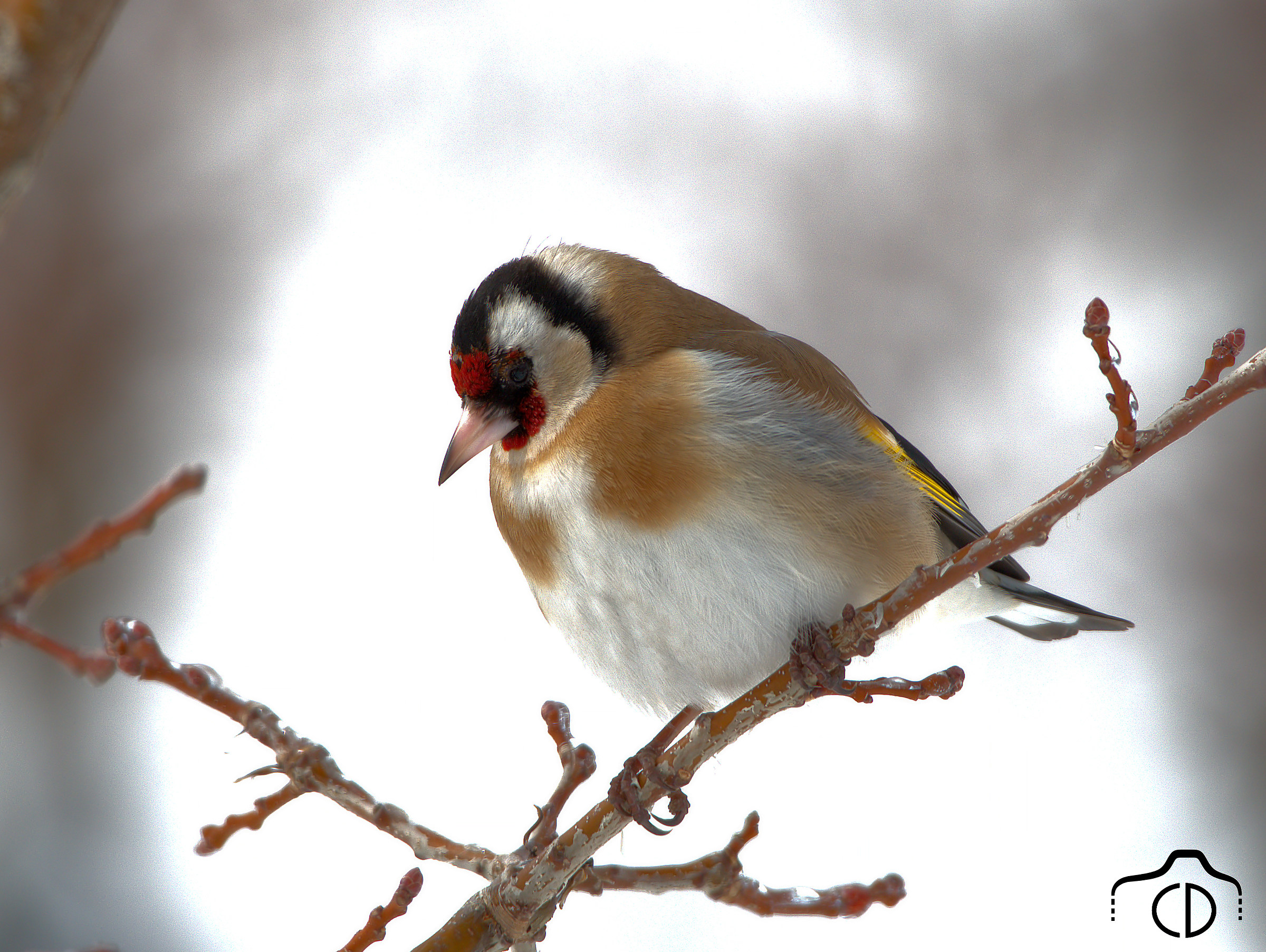 Goldfinch