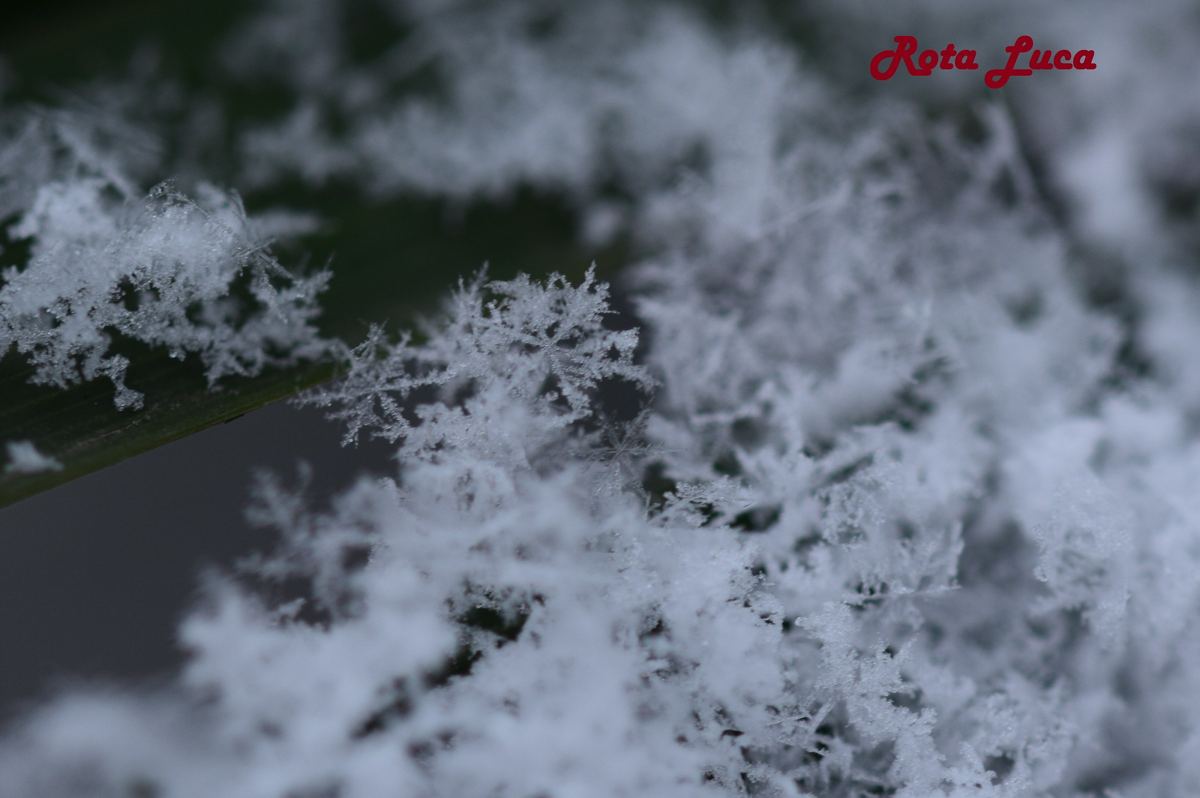 Fiocchi di neve Ghiacciata