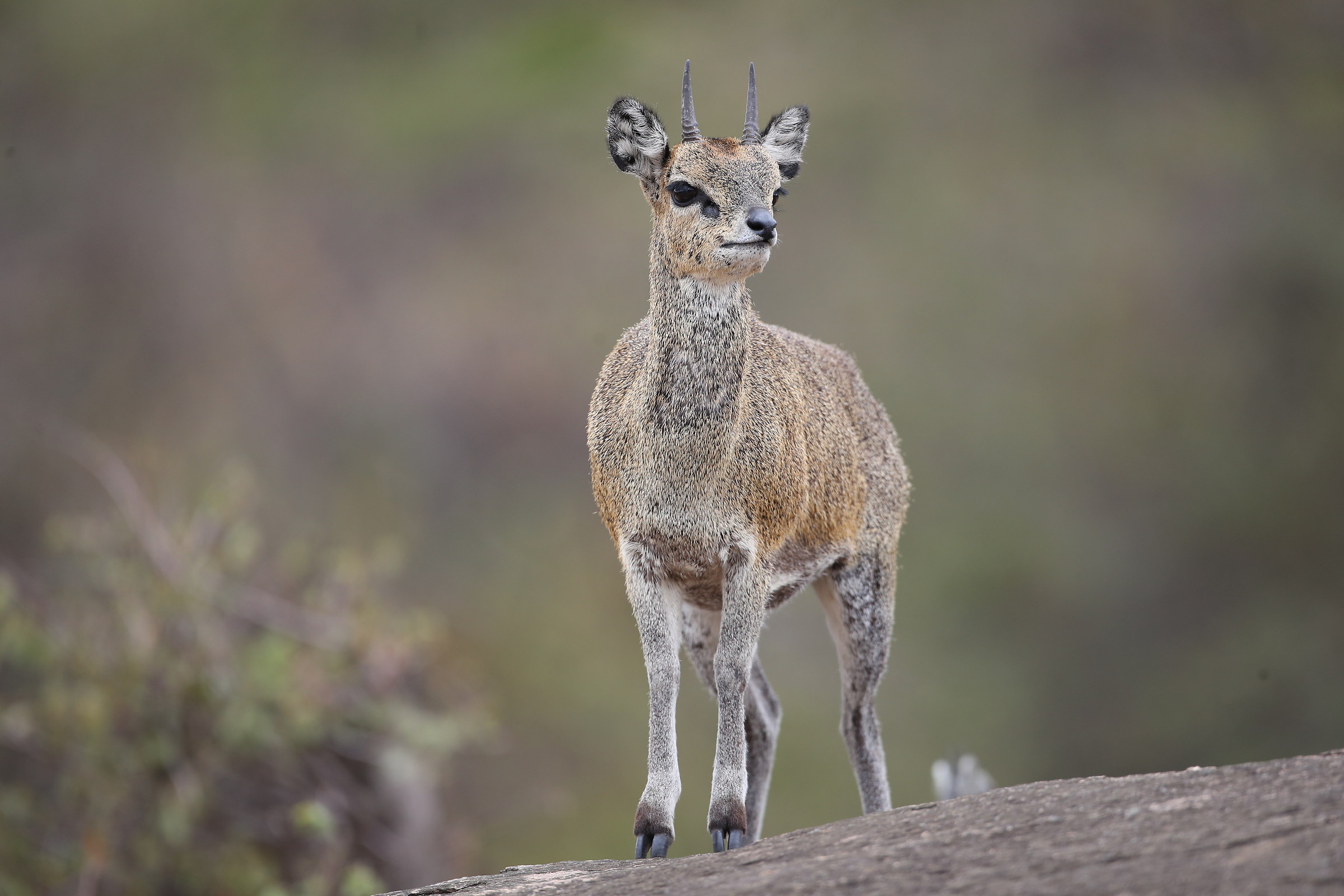Capretta africana delle rocce