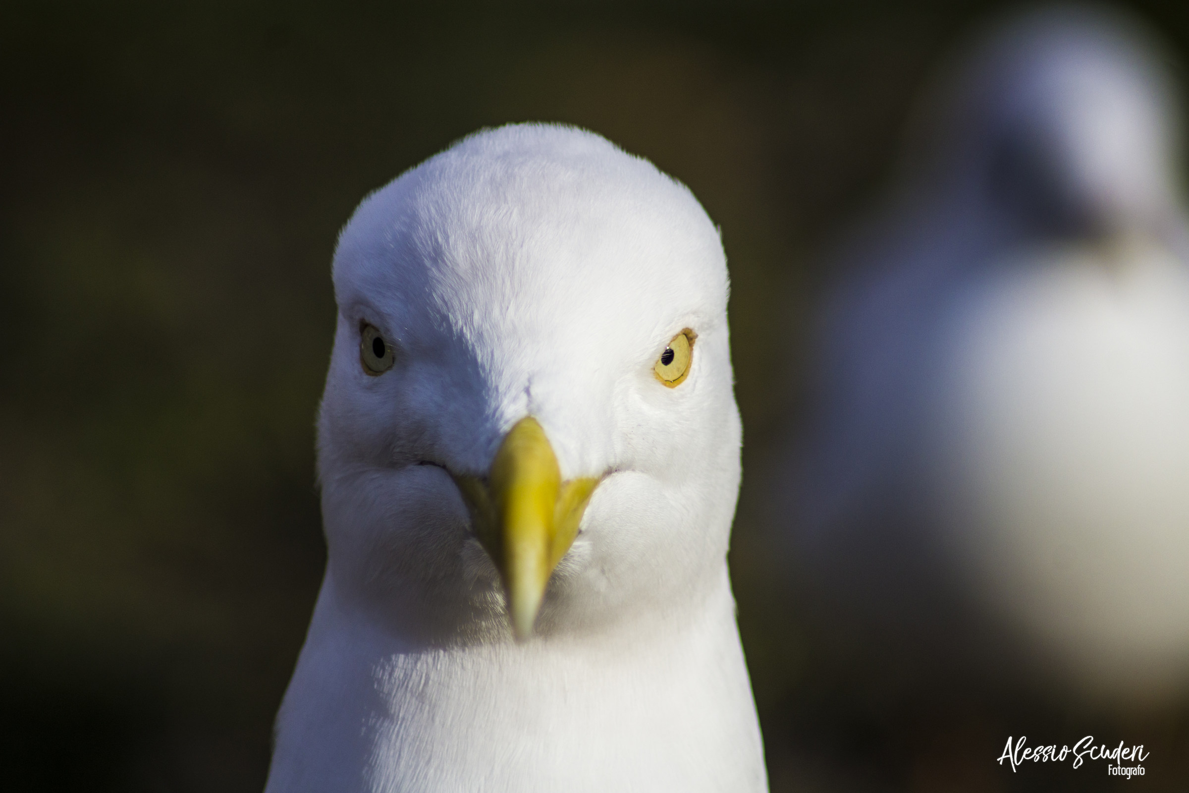 Seagull Portrait