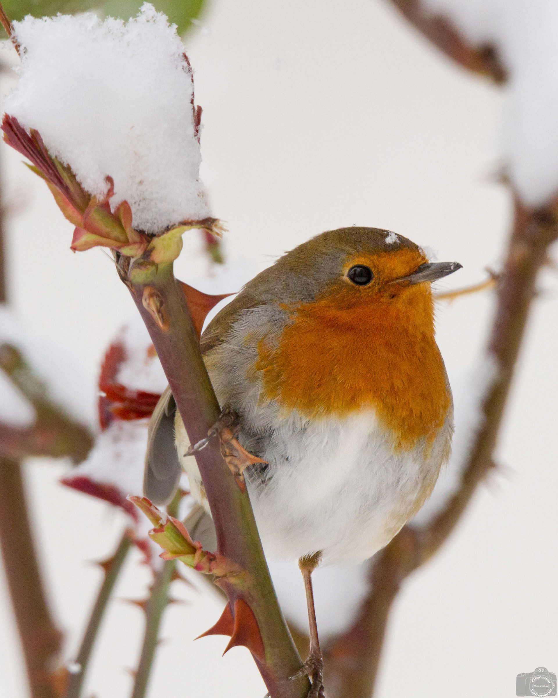 Pettirosso between snow and thorns.