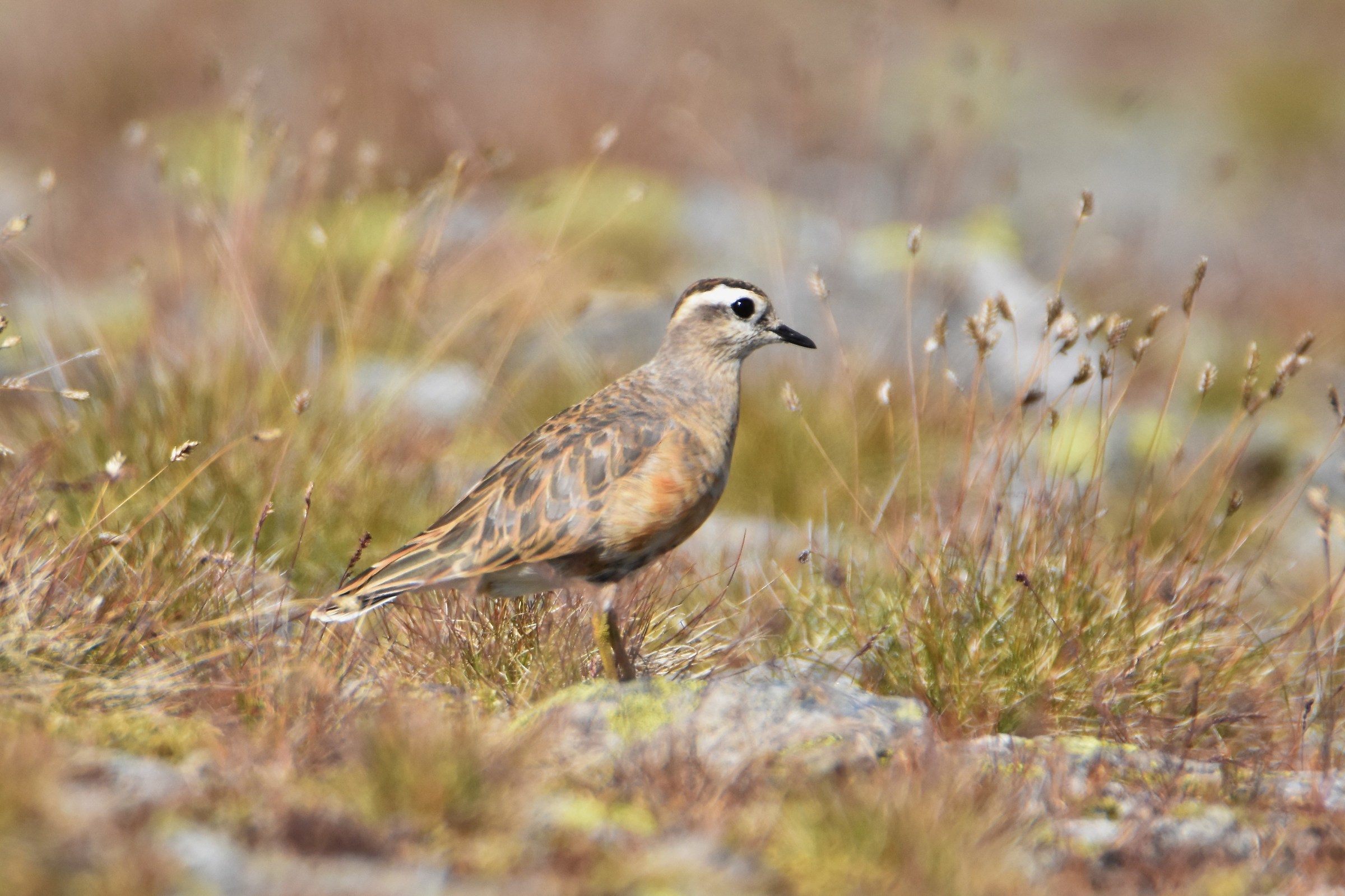 plover tortolino