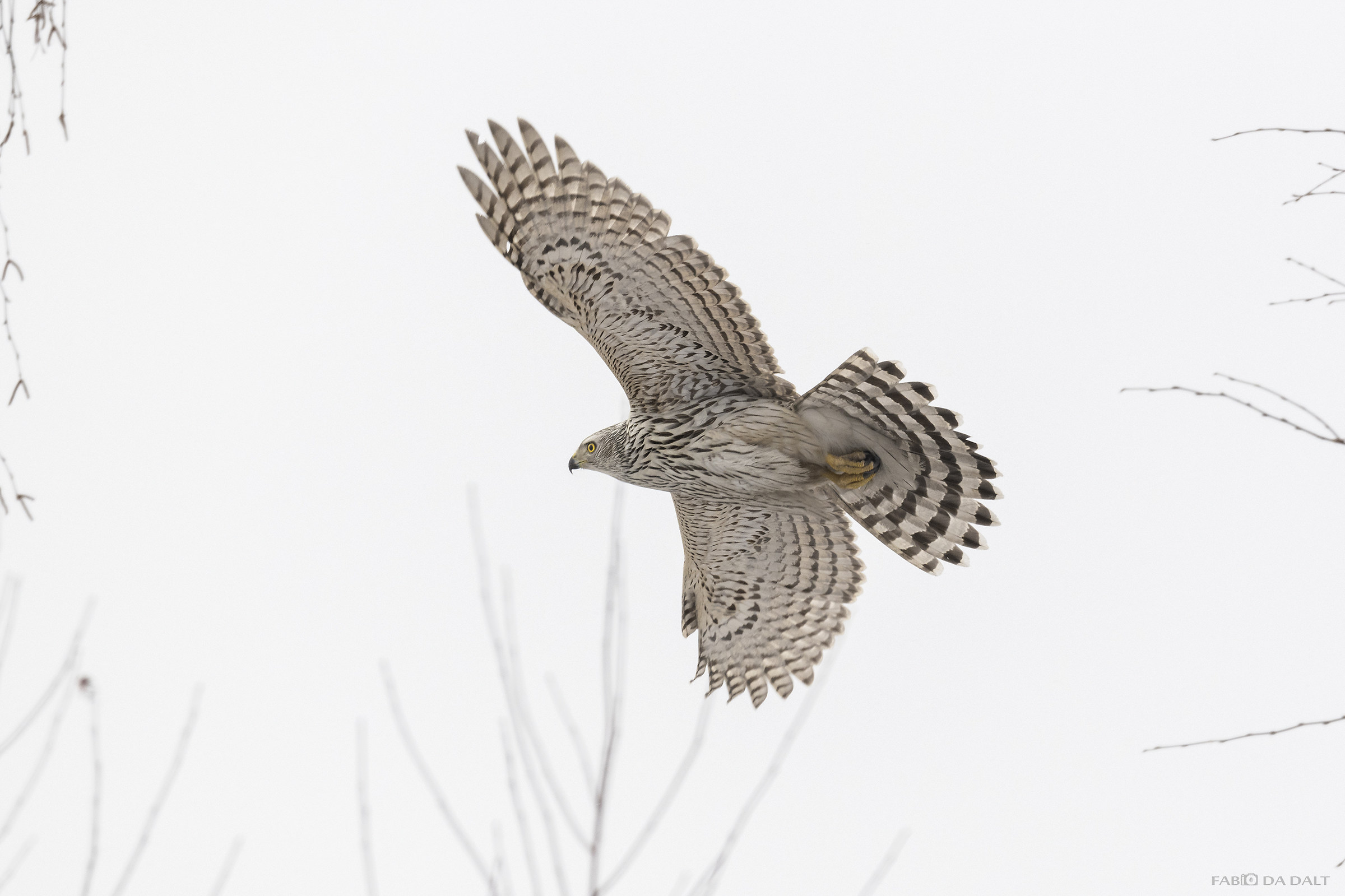 Goshawk (Northern subspecies)