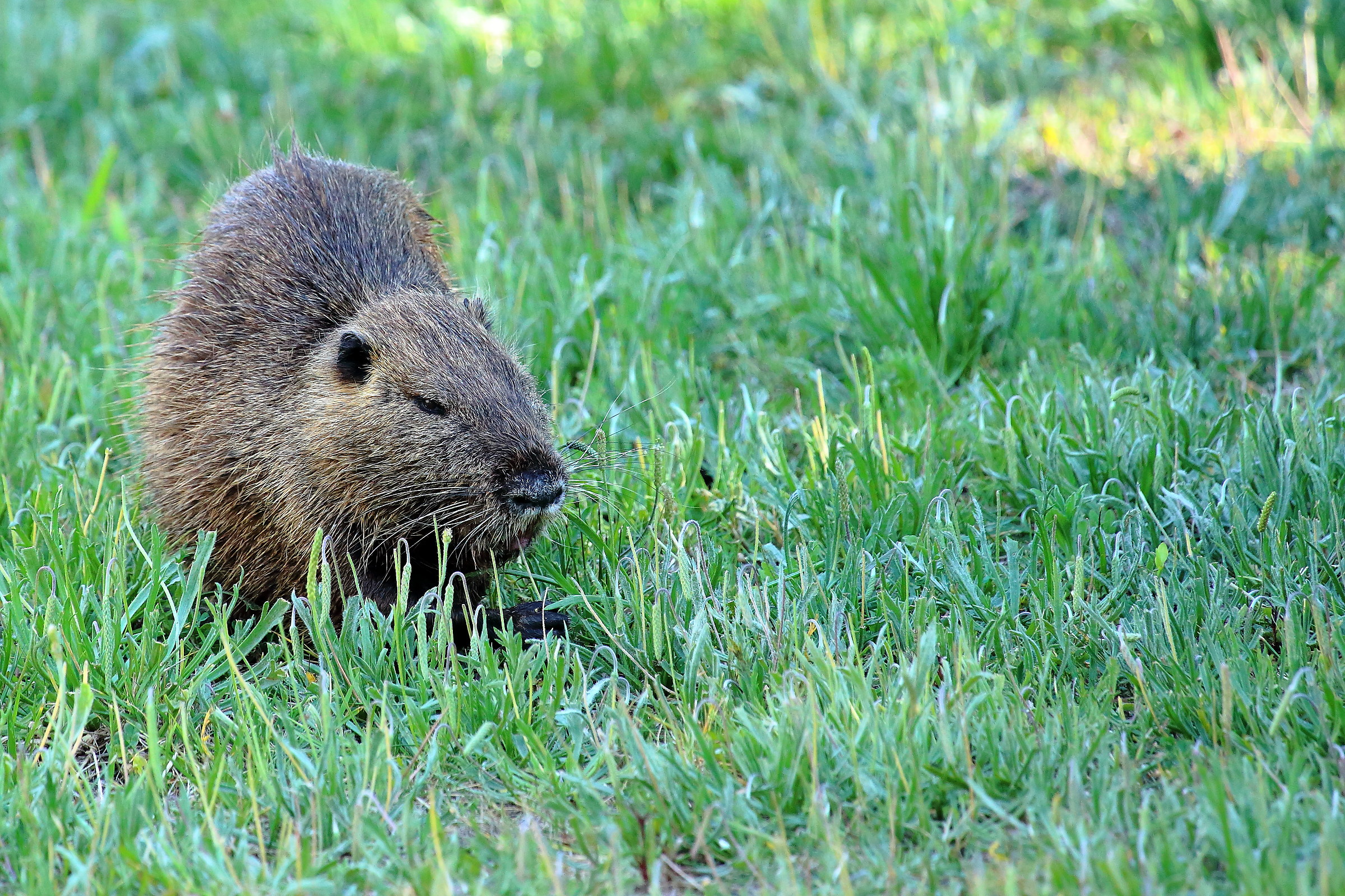 Nutria