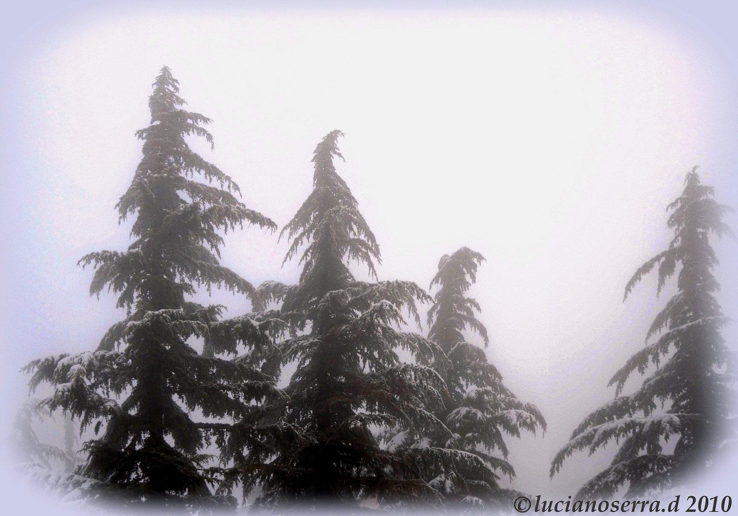Nebbia e neve sulle Colline Bolognesi