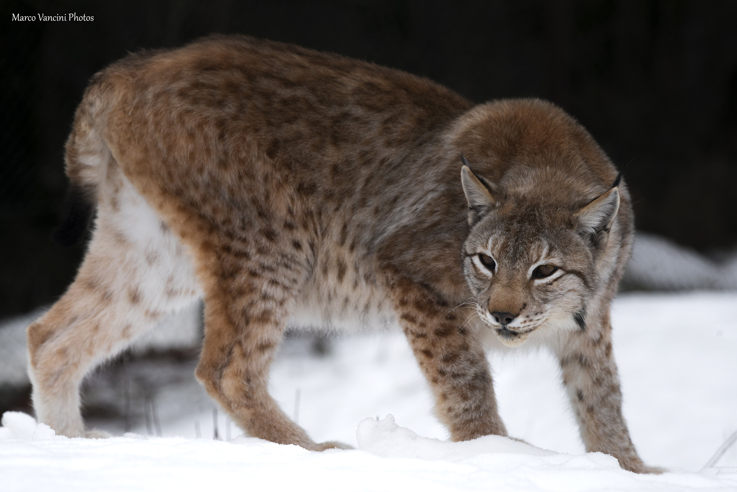 The hunting lynx