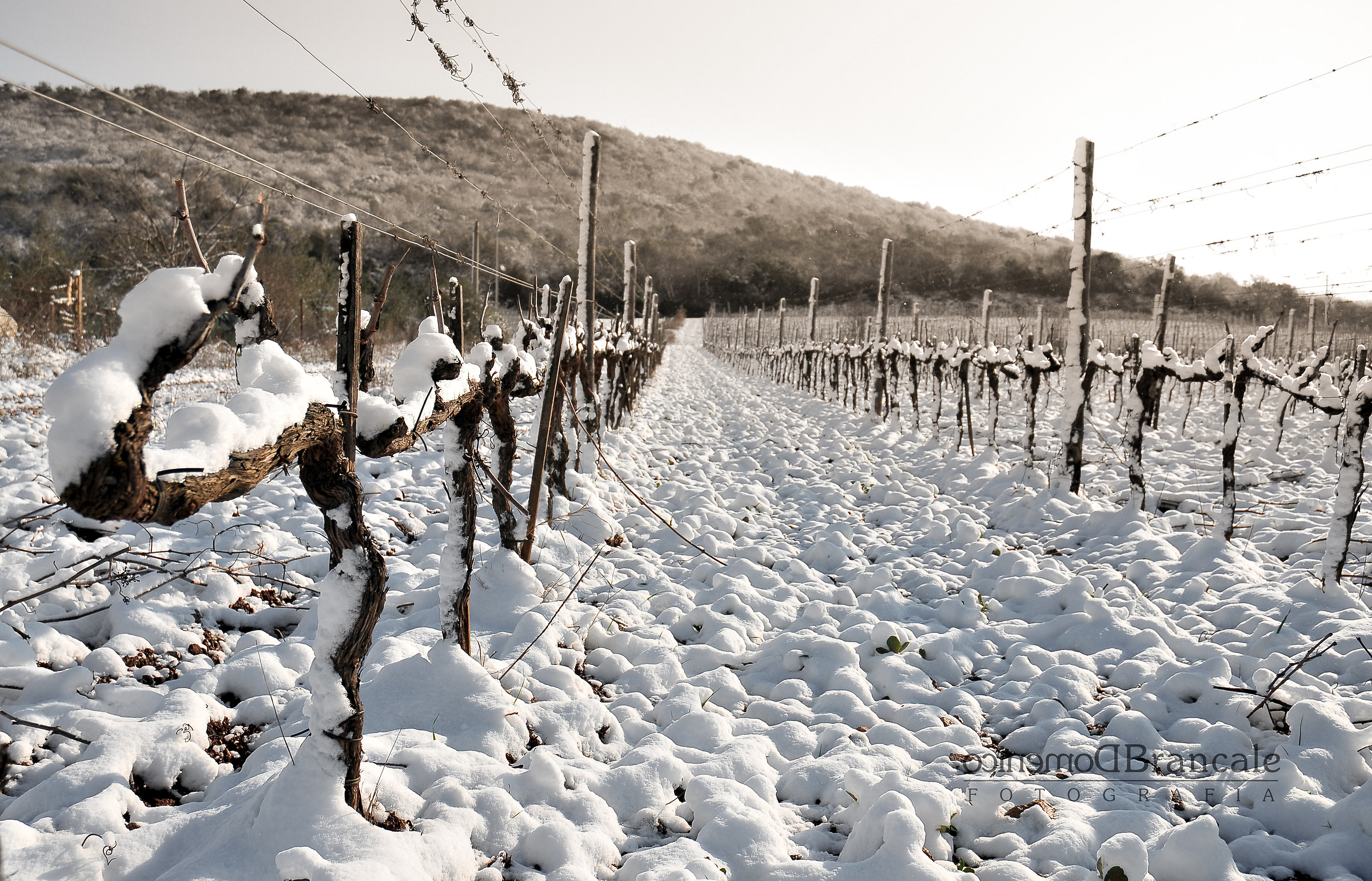 whitewashed vineyard