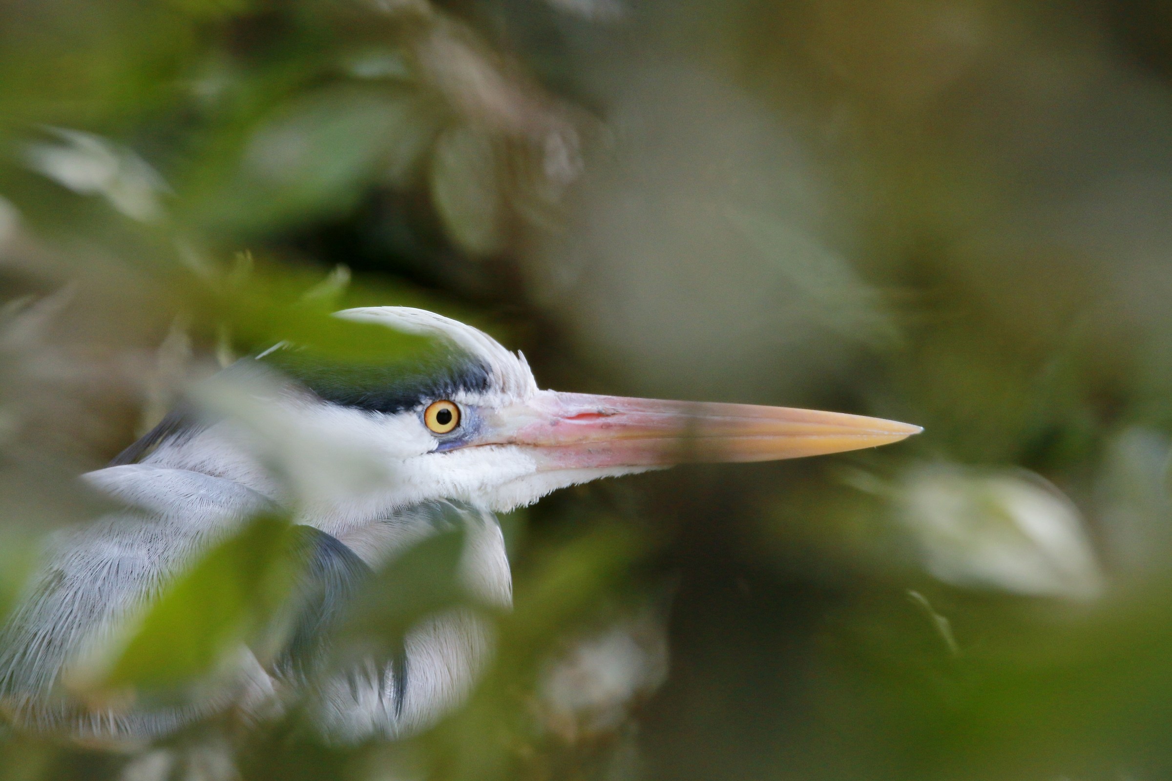 Sto fermo fermo......così non mi vede..