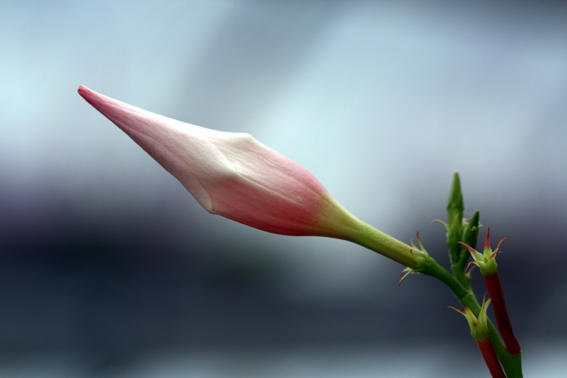 imminent outbreak .....