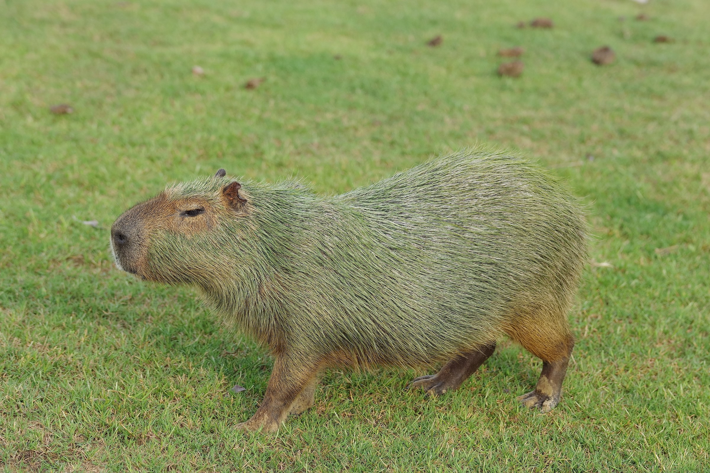 Capybara Verde