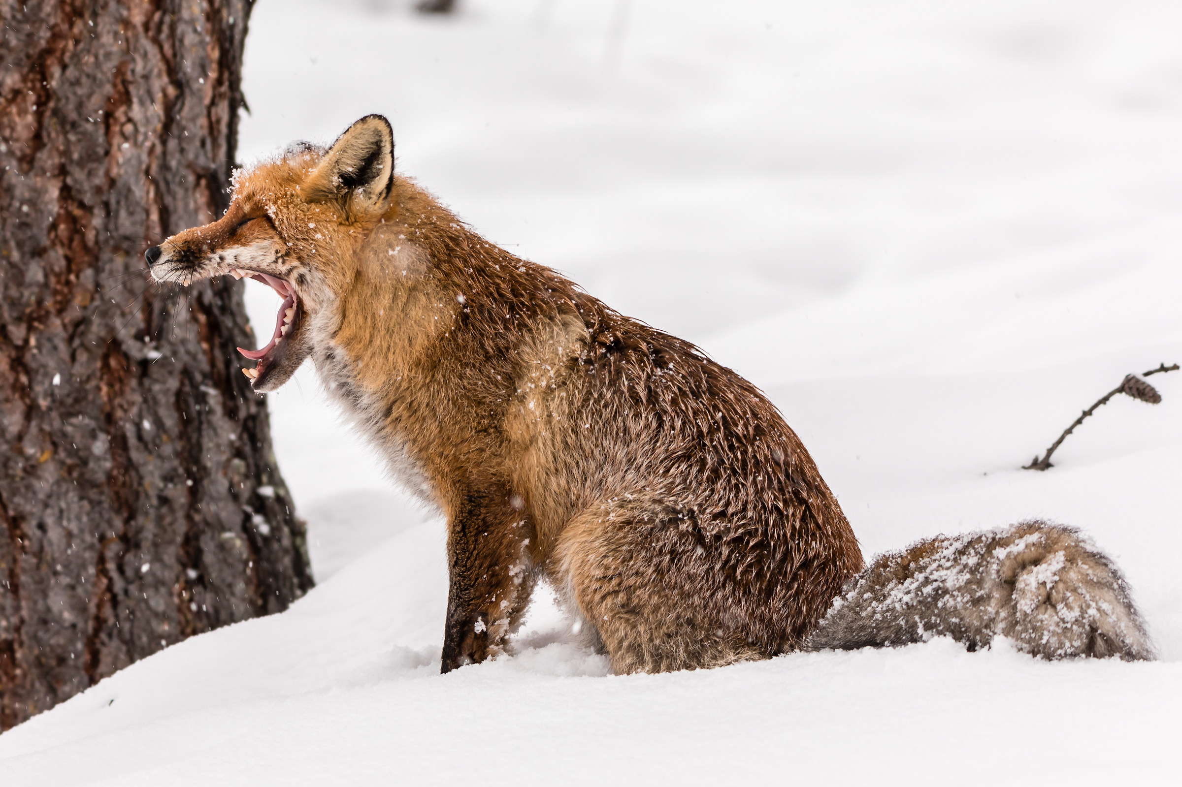 Bored Fox Canon 5 D IV Tamron 150/600