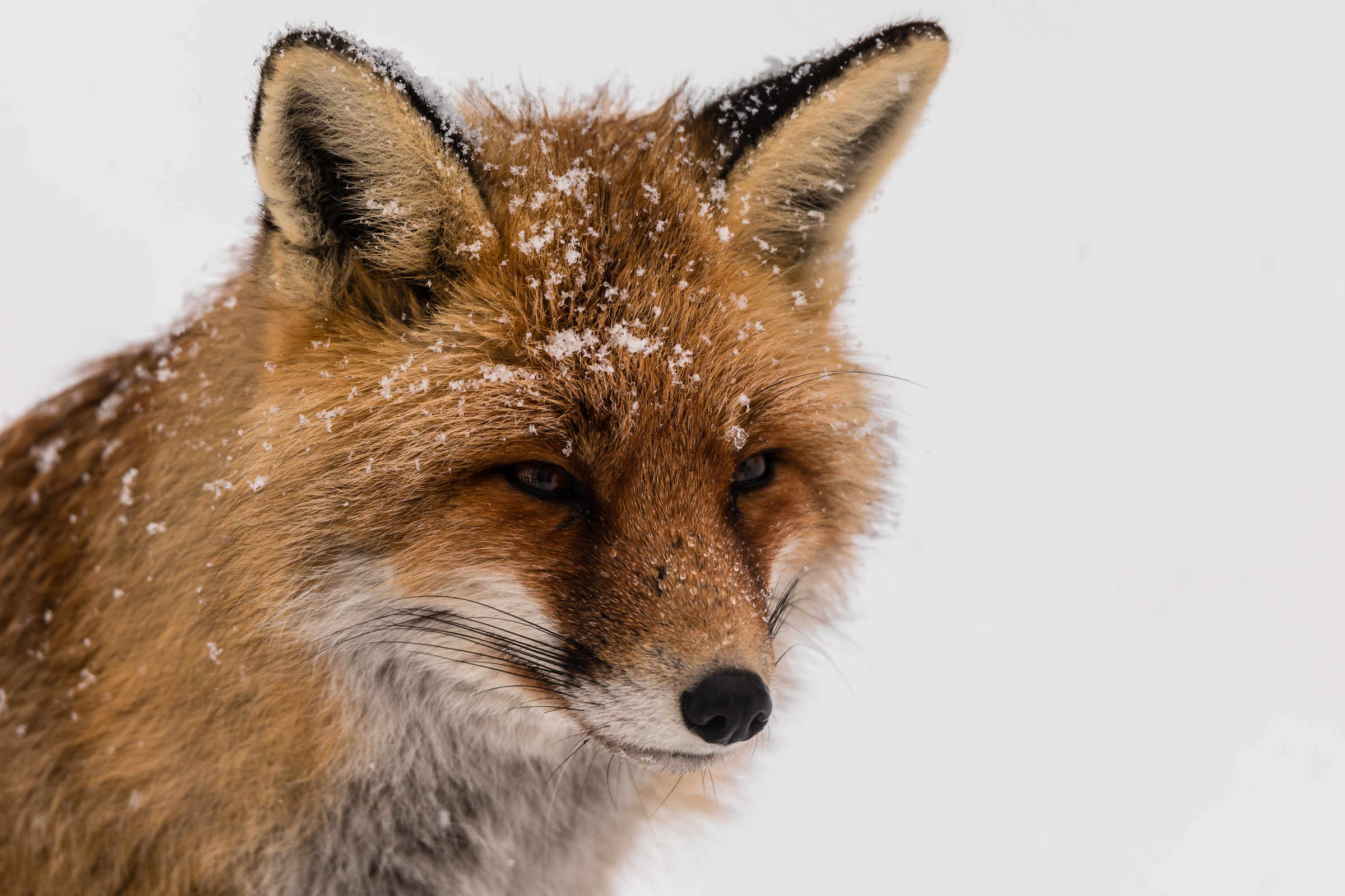 Close-up Fox Canon 5 D IV Tamron 150/600