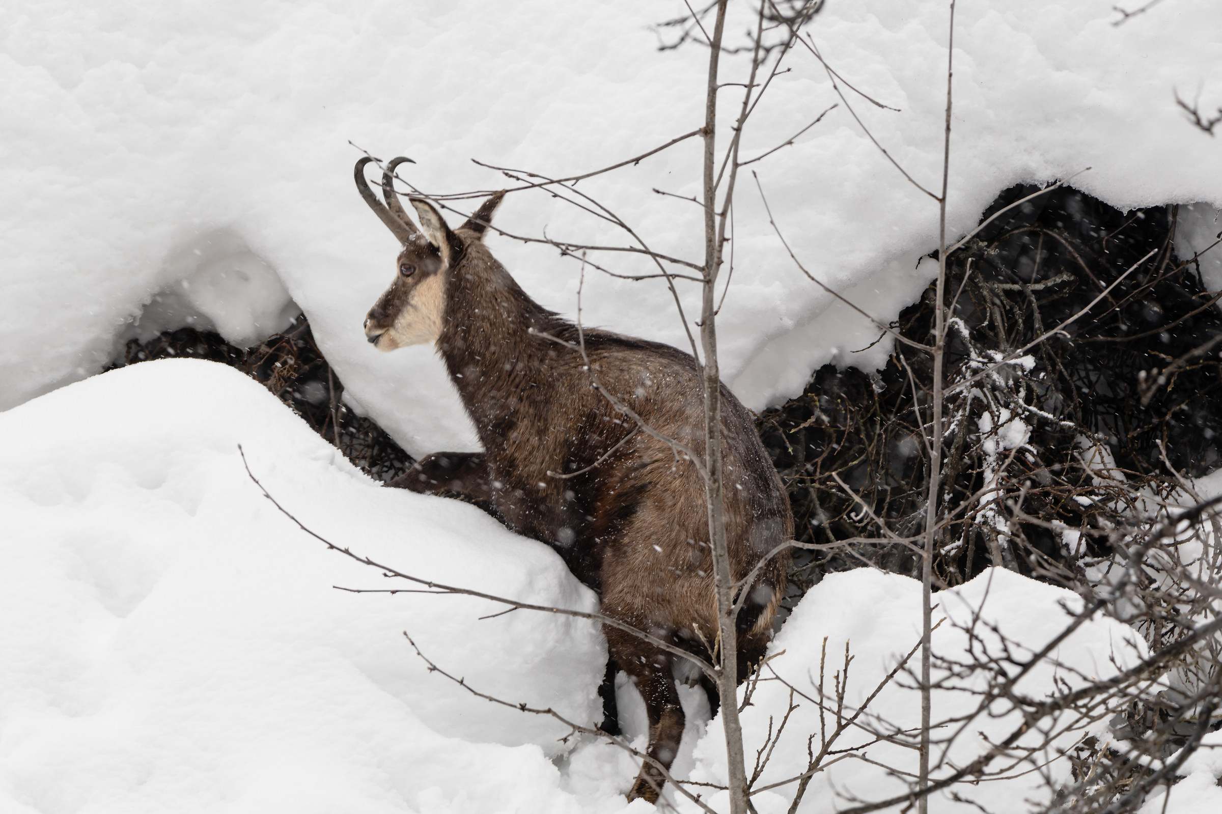 Hungry chamois