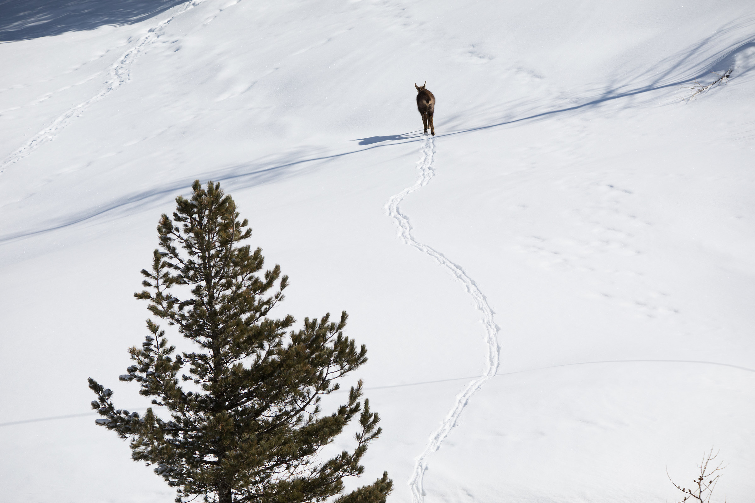 Chamois on its way
