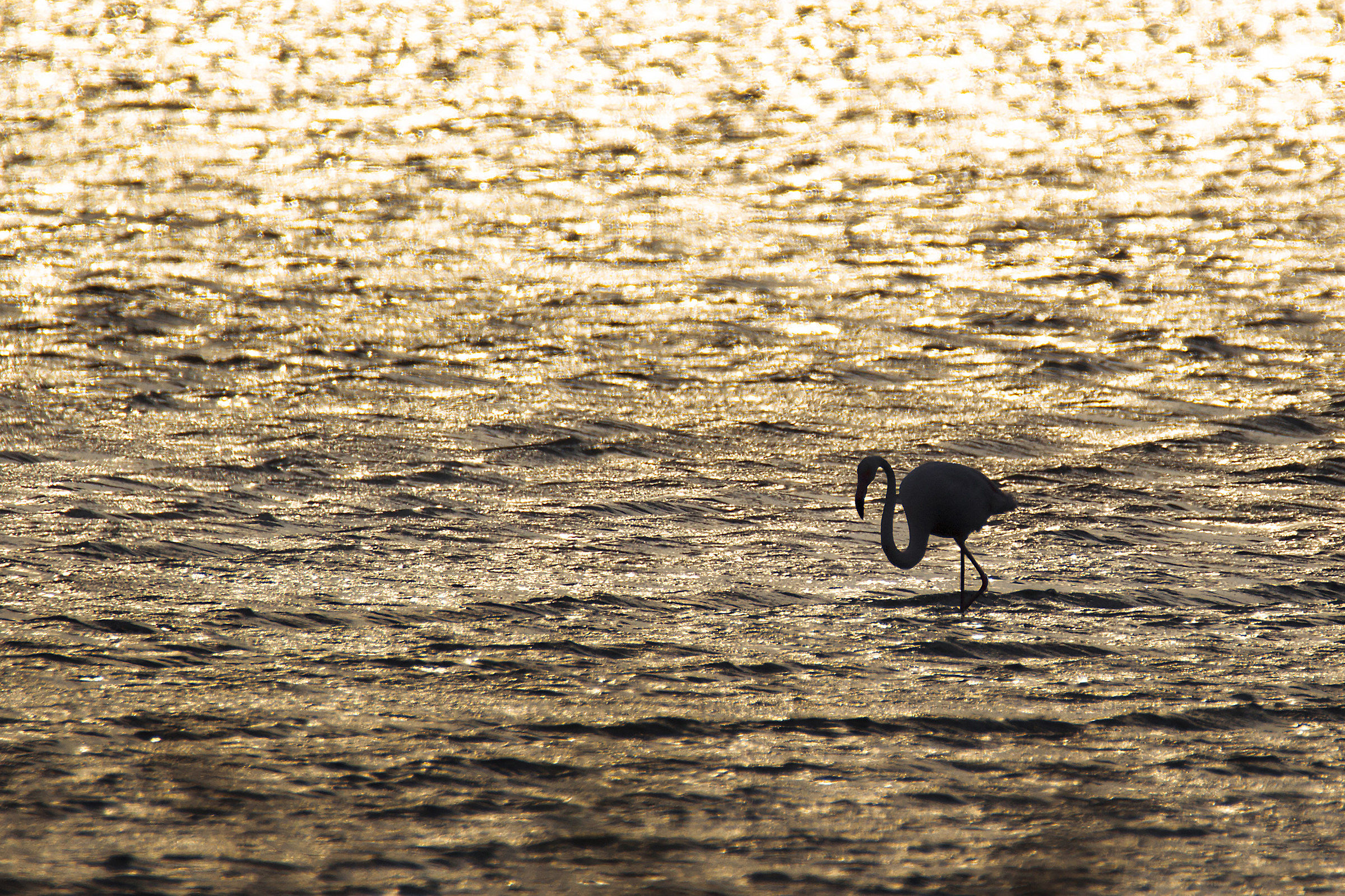 the calm of the evening #Phoenicopterusroseus #fenicottero
