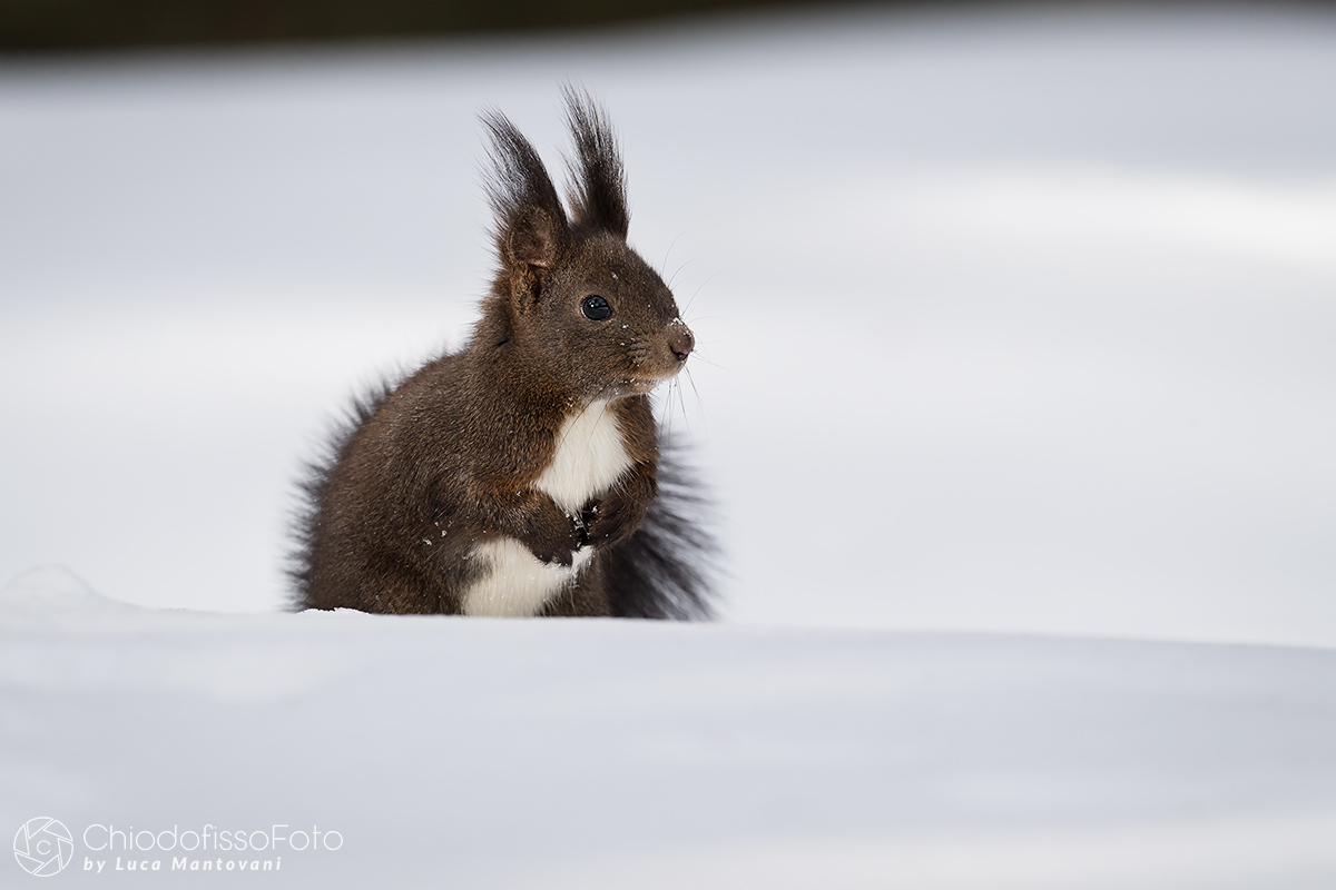 Ma cos'è tutta 'sta neve?