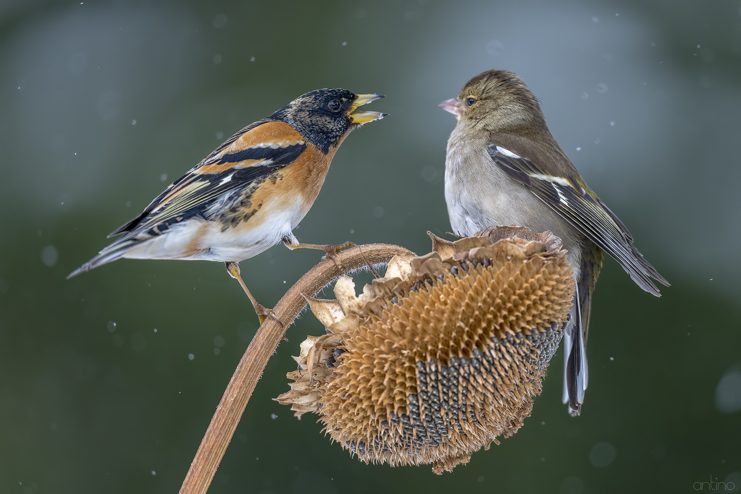 Peppola & Fringuella