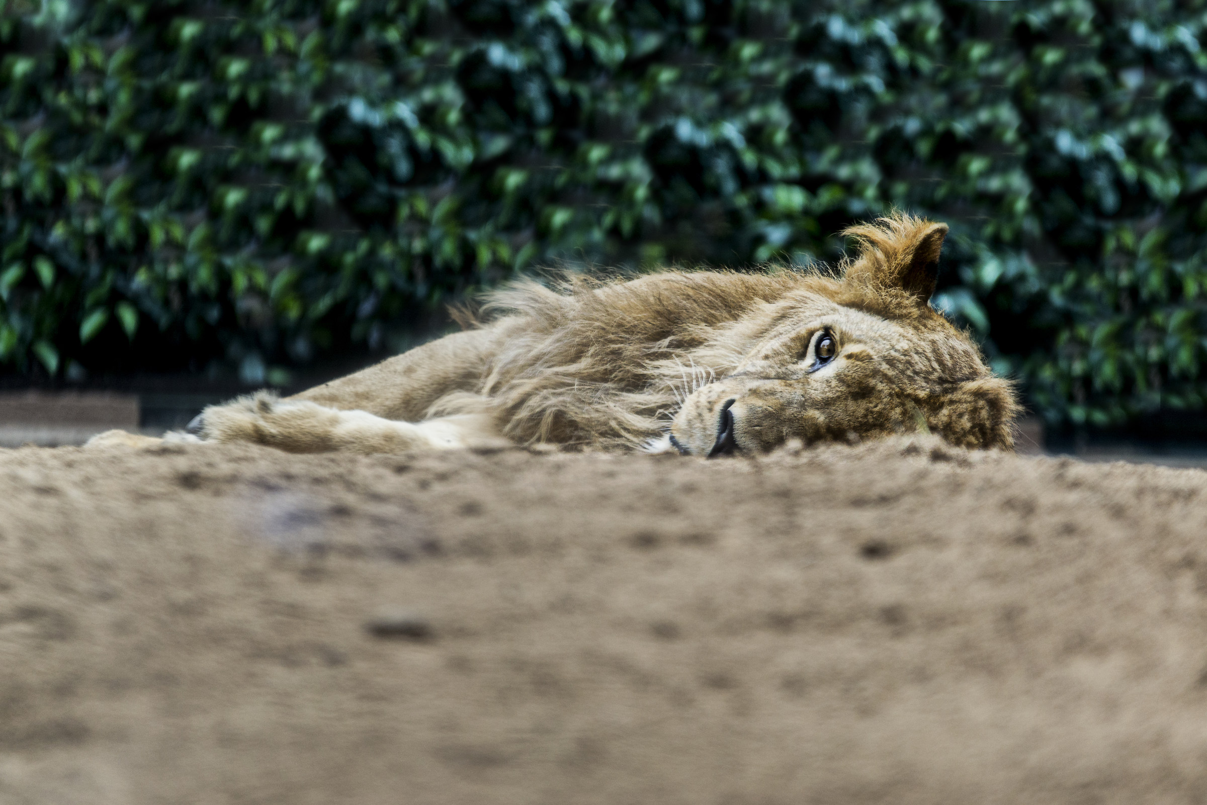 Il riposo del giovane re