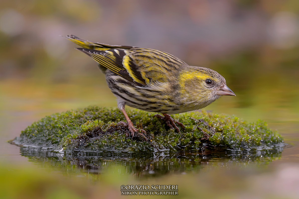 Carduelis spinus