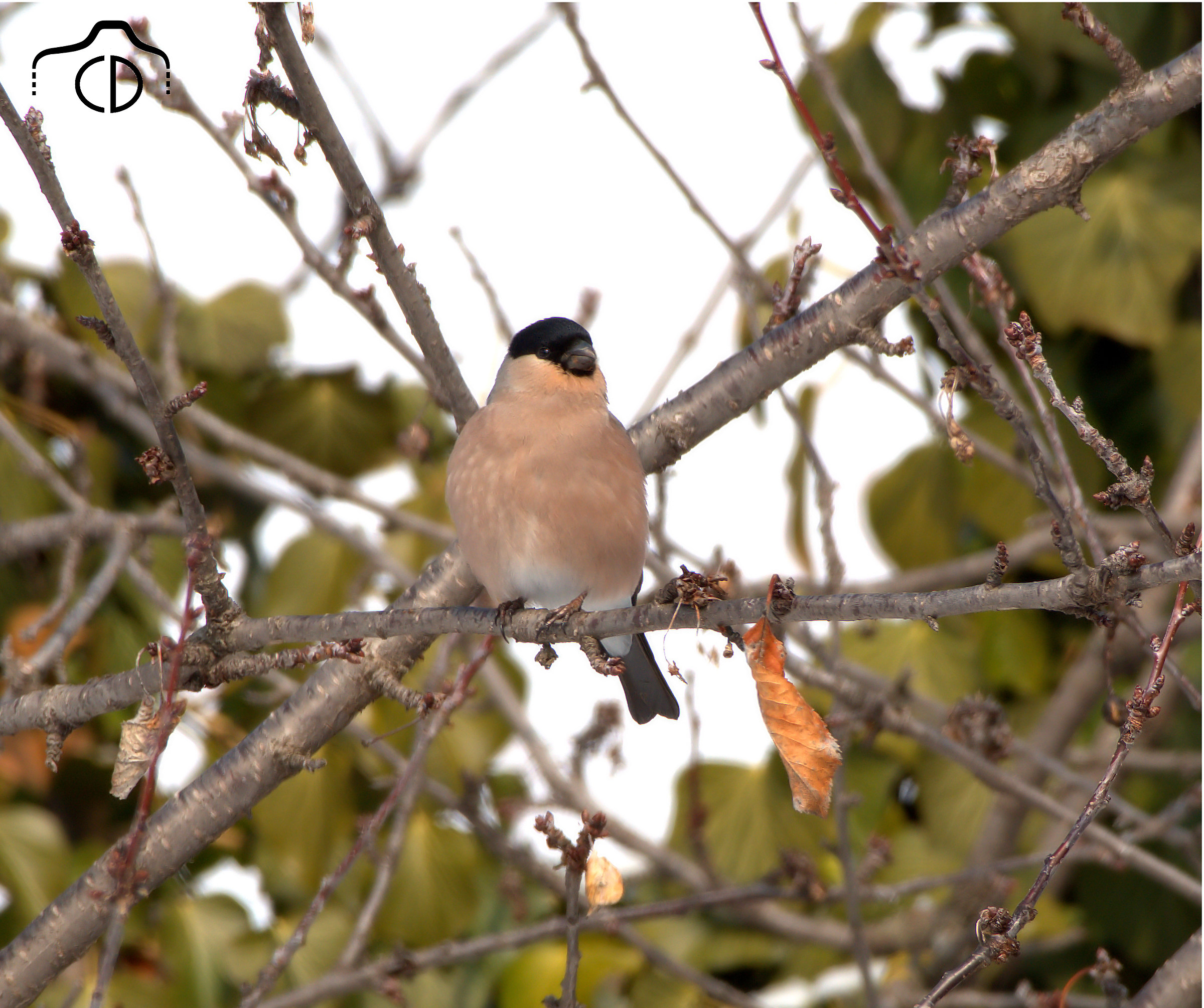 Female bullfinch
