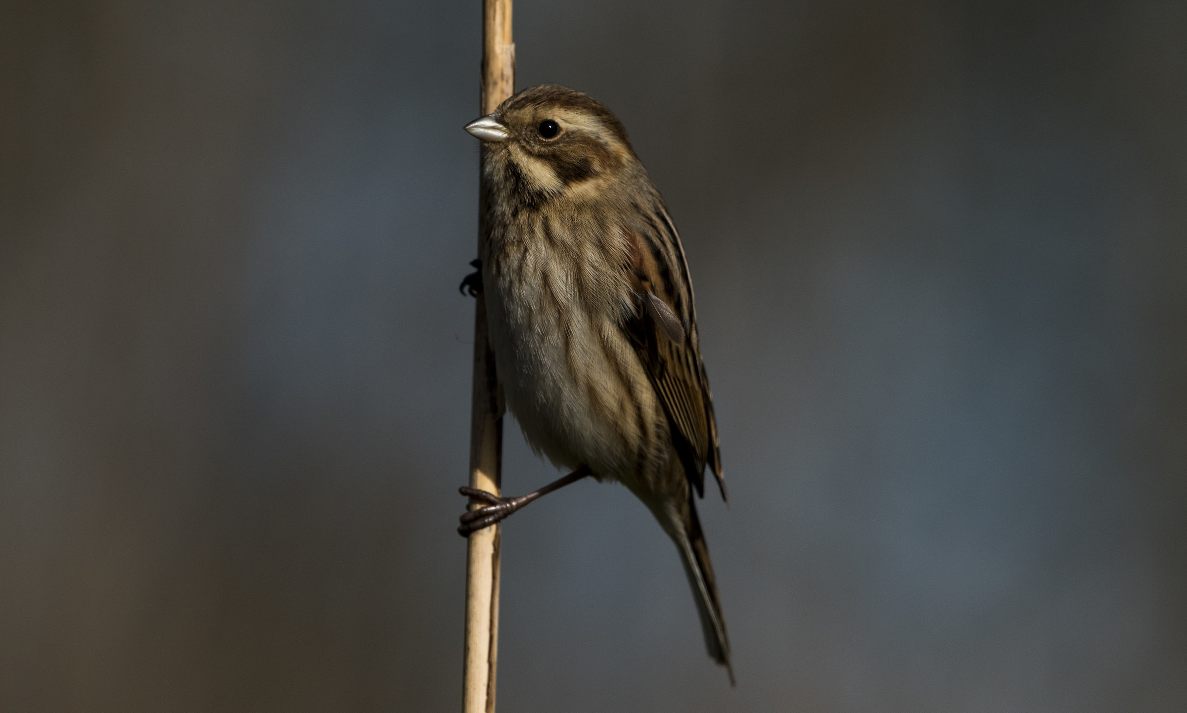 Migliarino di palude femmina