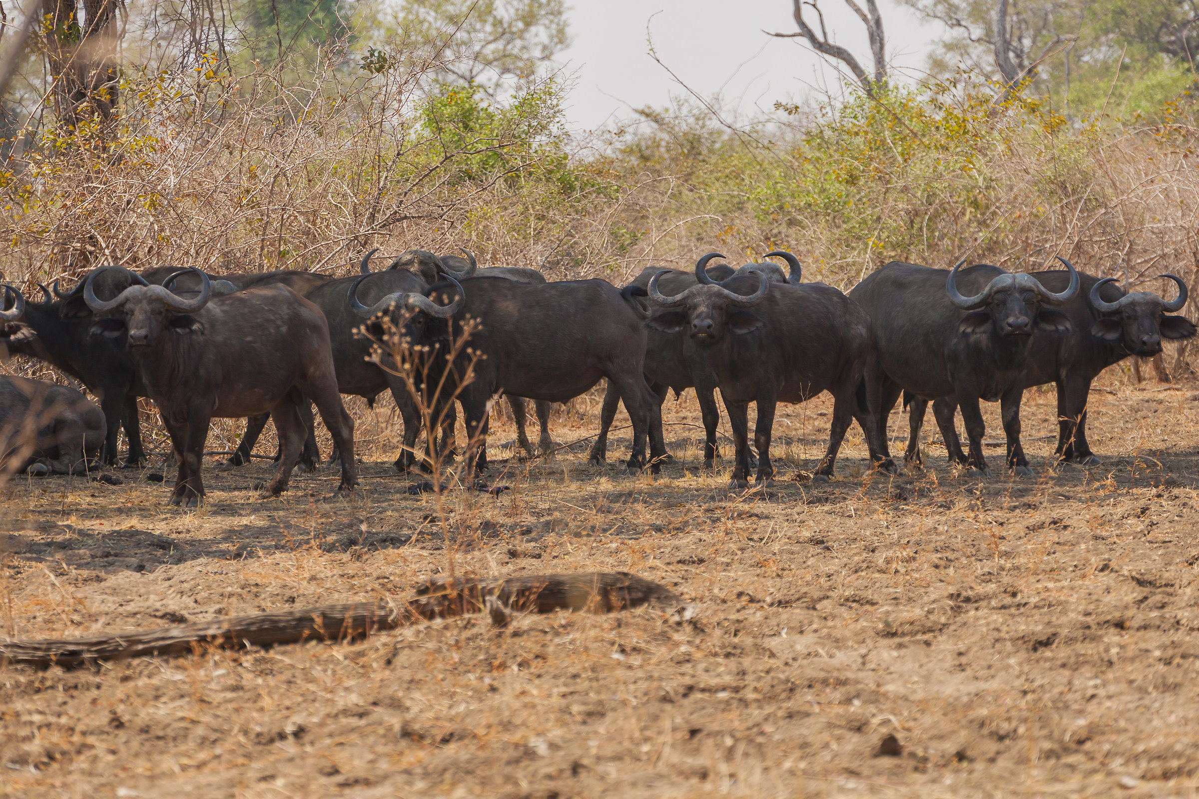 Zambia:south Luangwa National Park