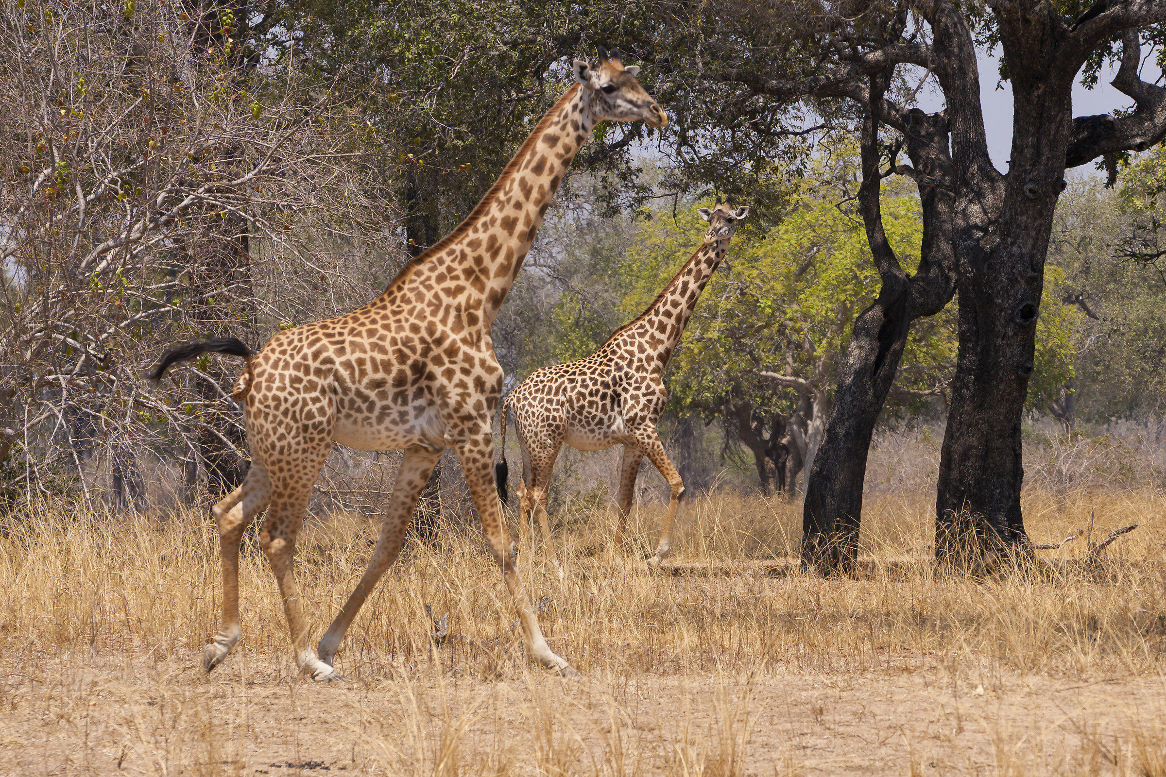 Zambia:south Luangwa National Park
