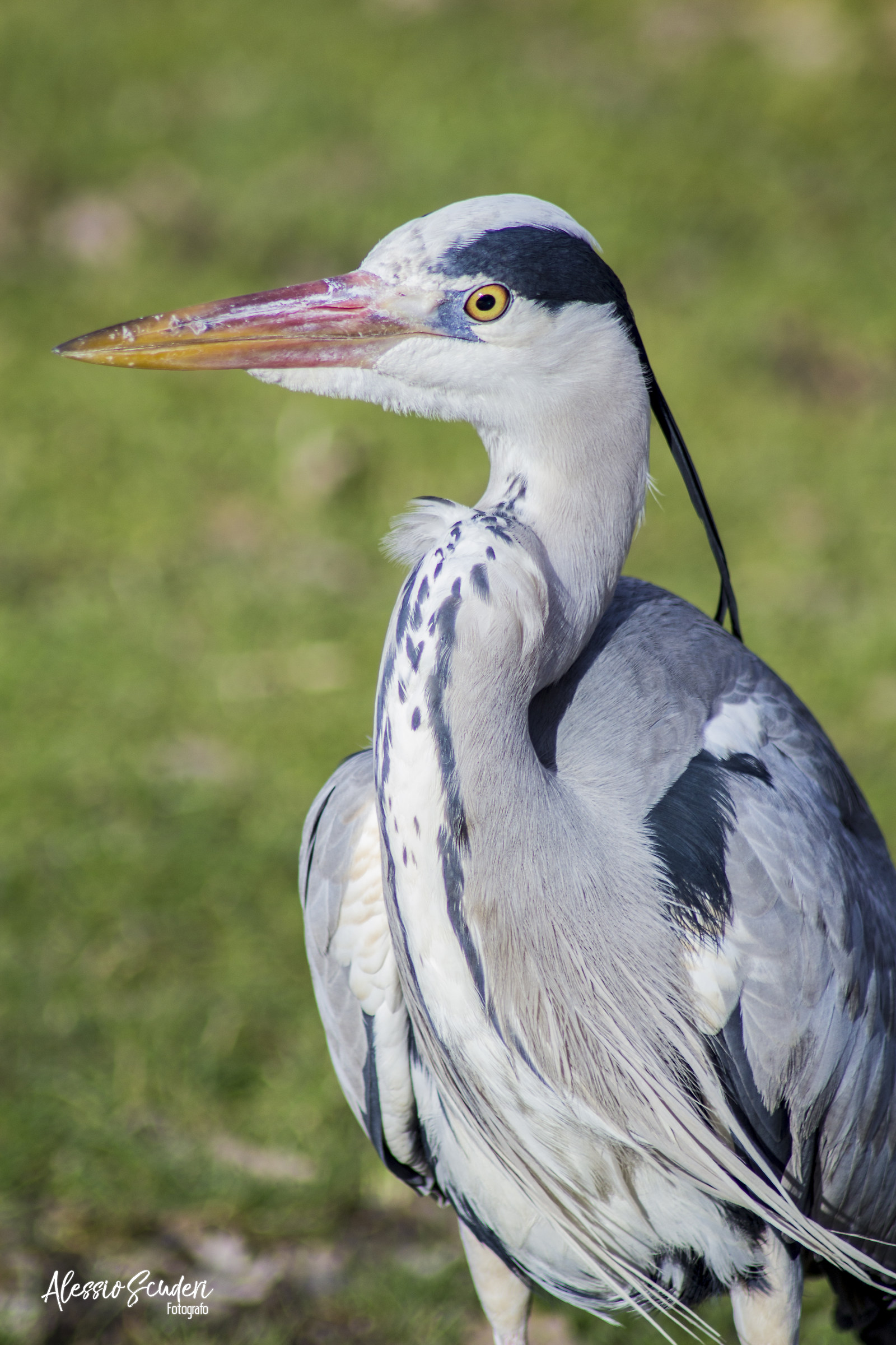 Heron in VondelPark