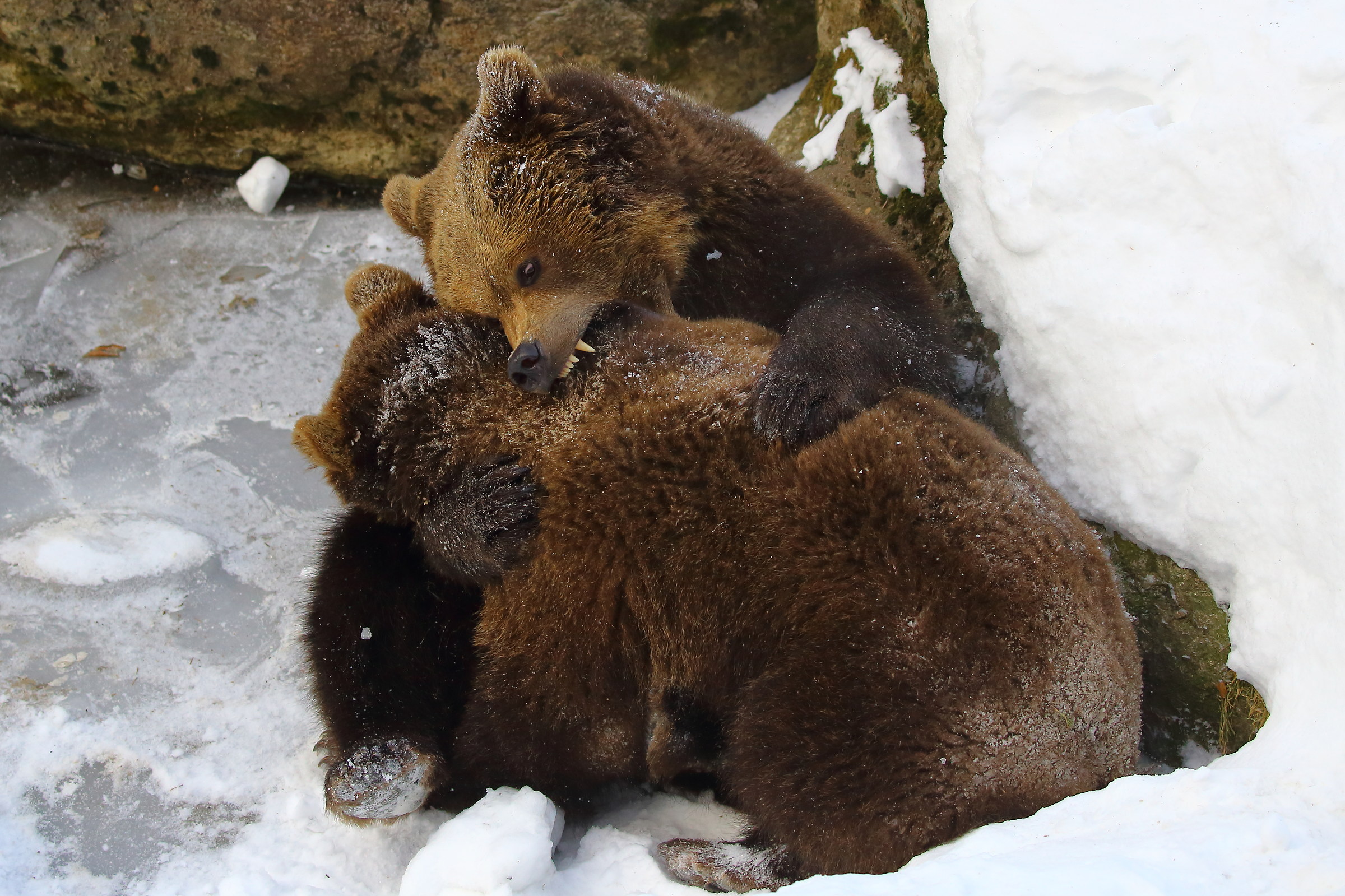 Giochi di cuccioloni..
