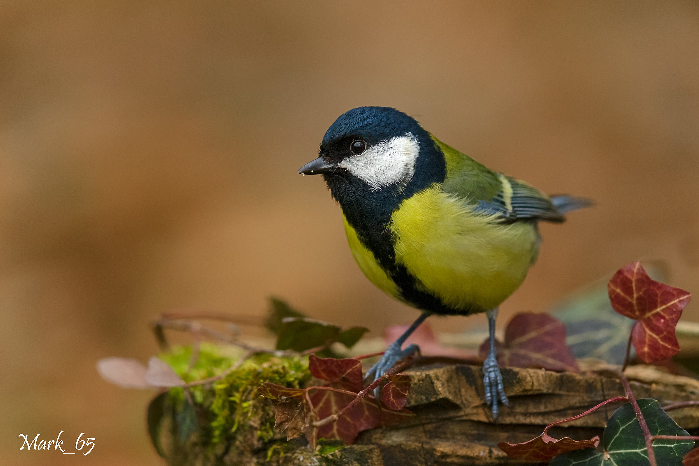 Great Tit