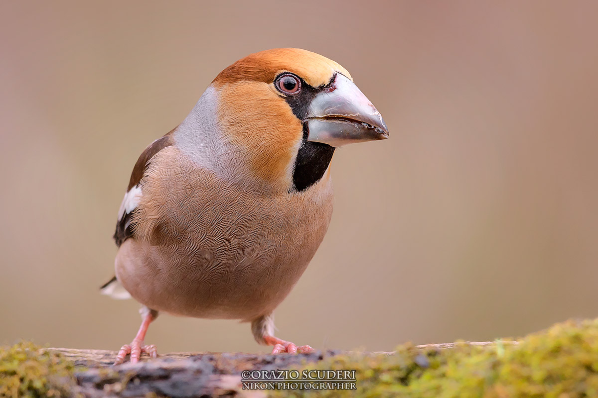 Coccothraustes coccothraustes