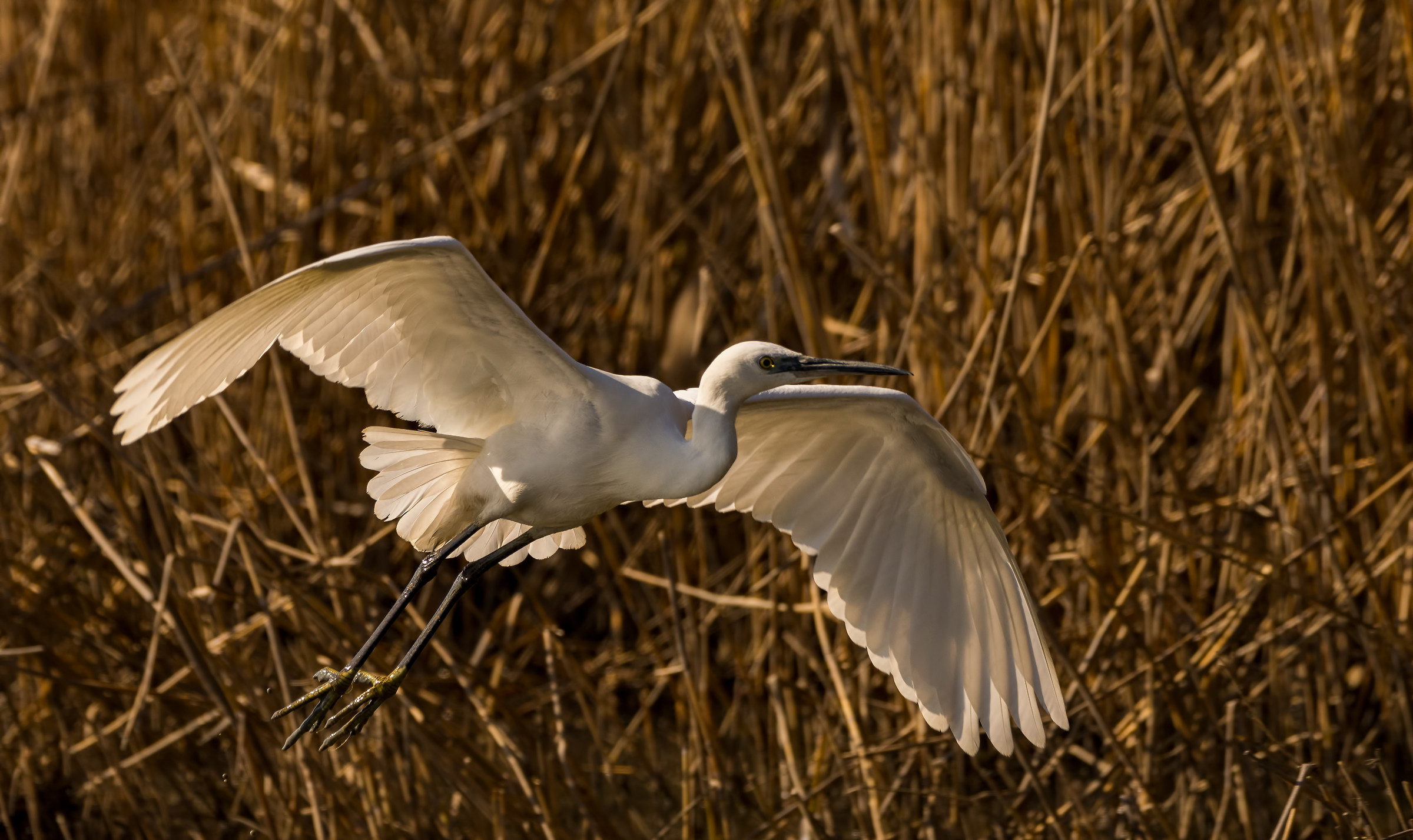 Flying little egret