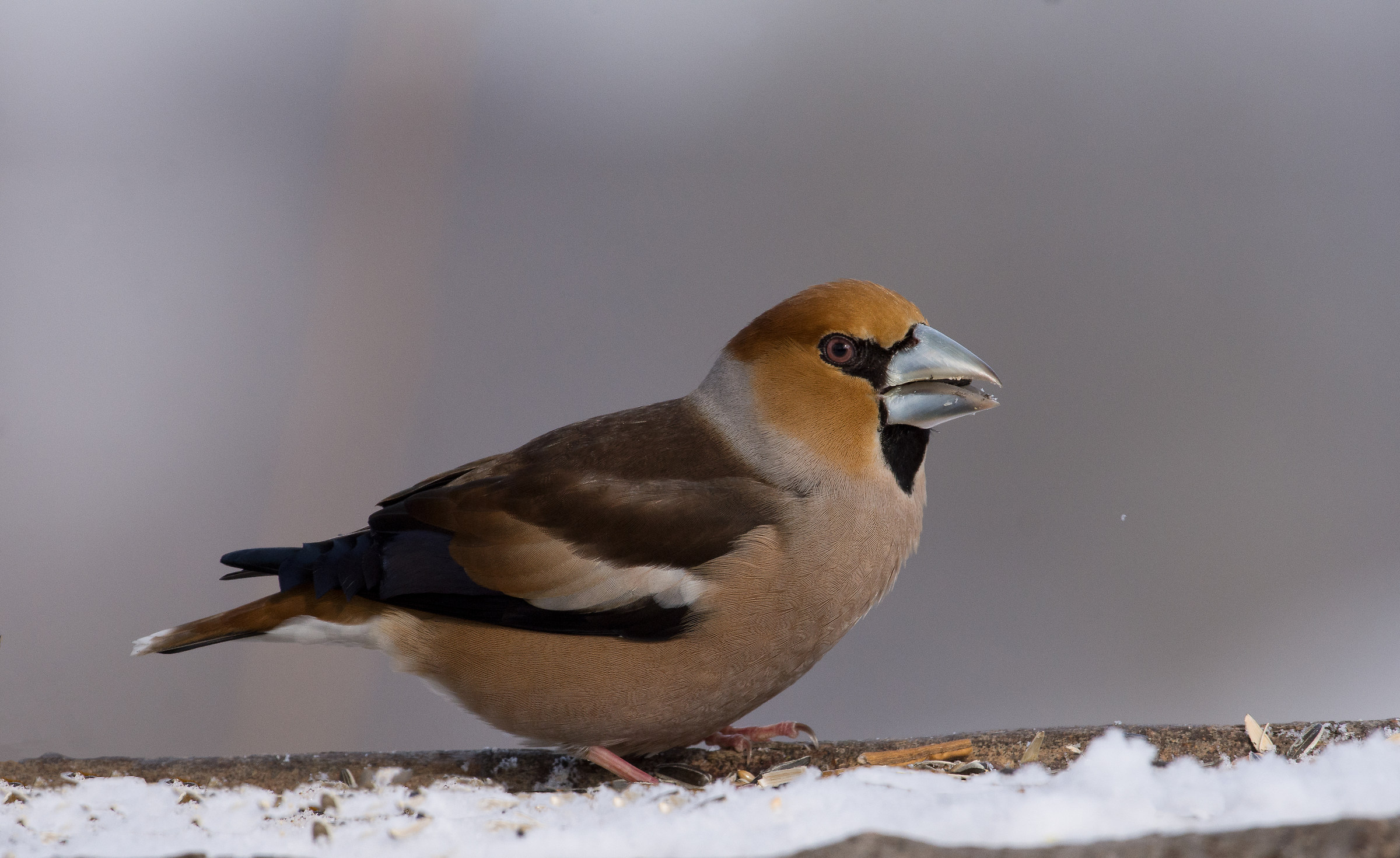 My version of Frosone