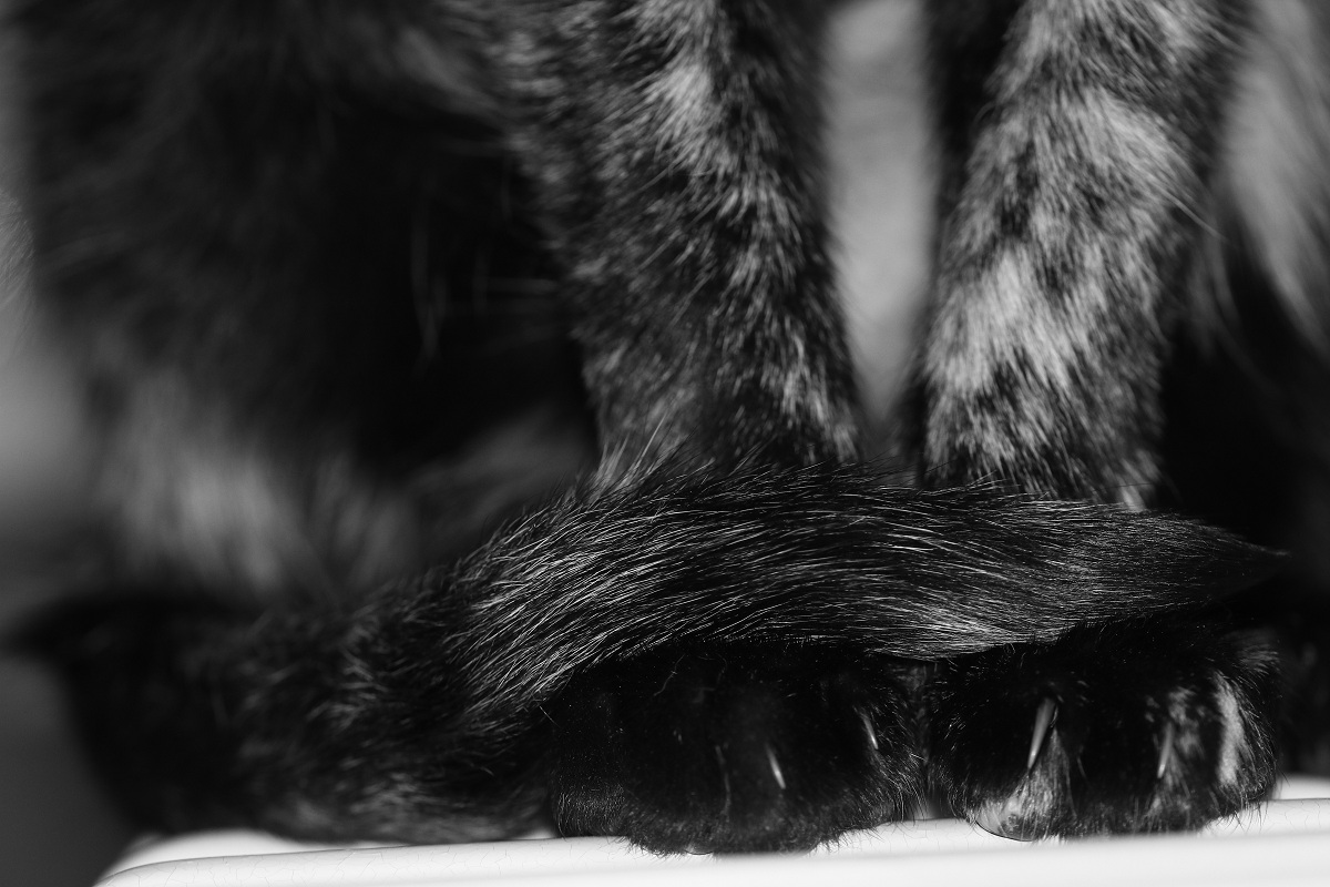 Se solo avessi una coda..