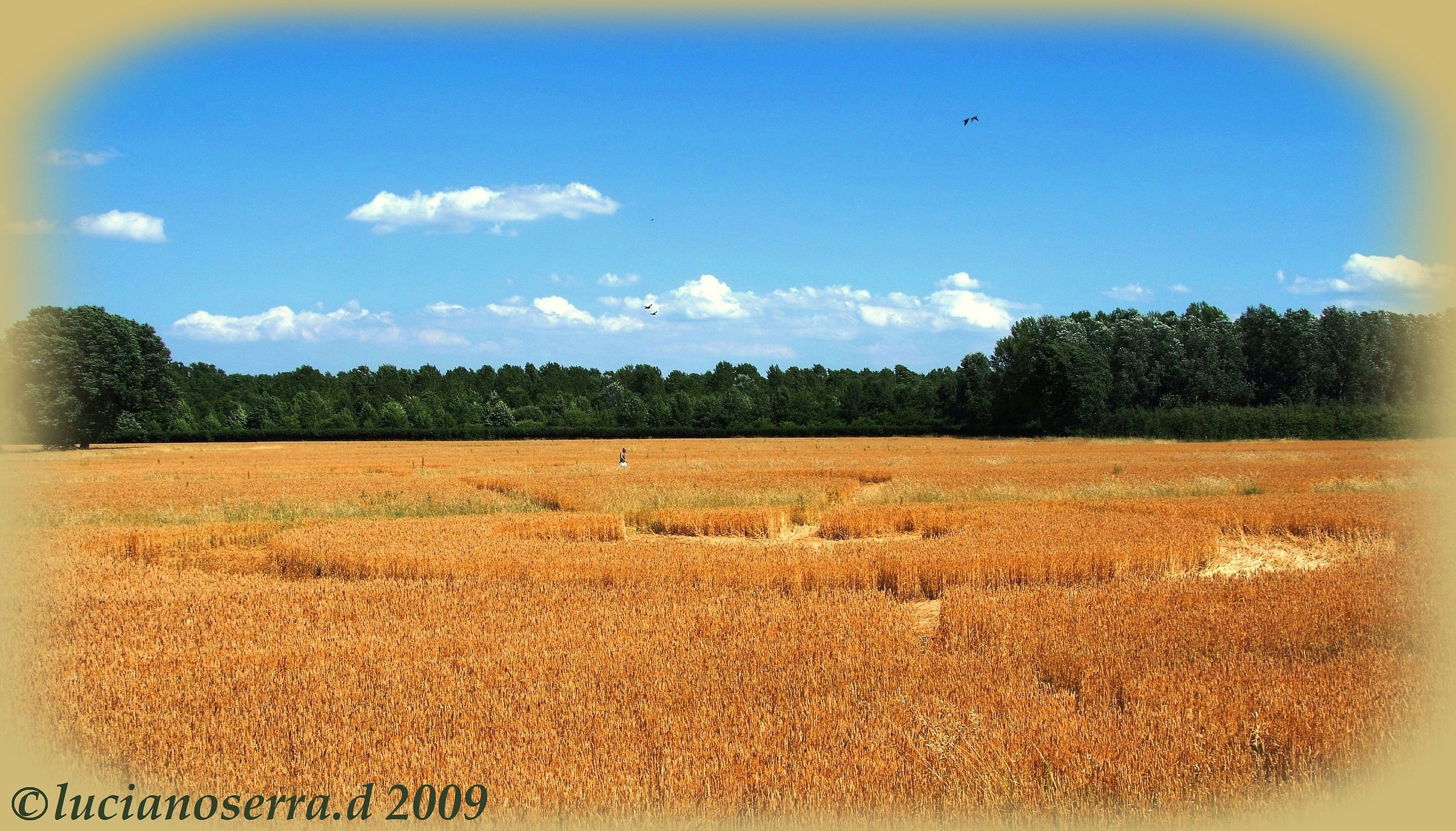 Crop circles... cerchi nel grano