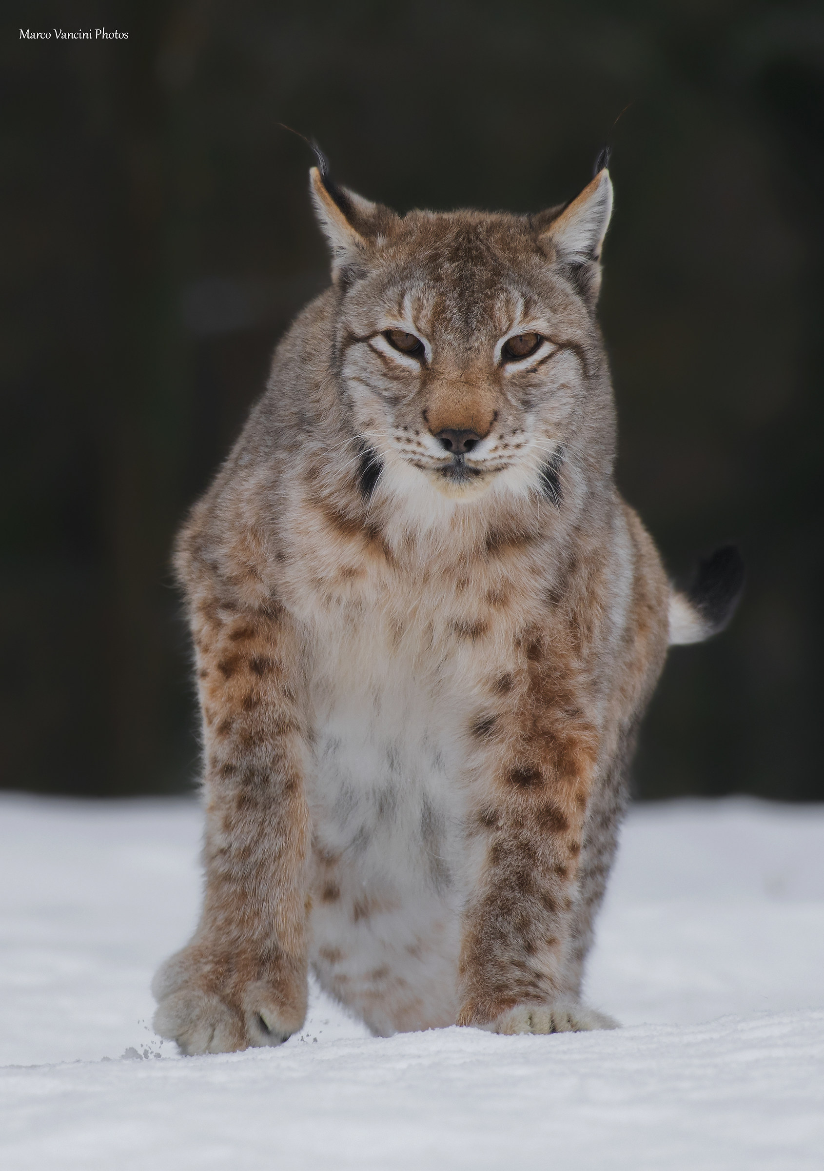 face to face with the lynx